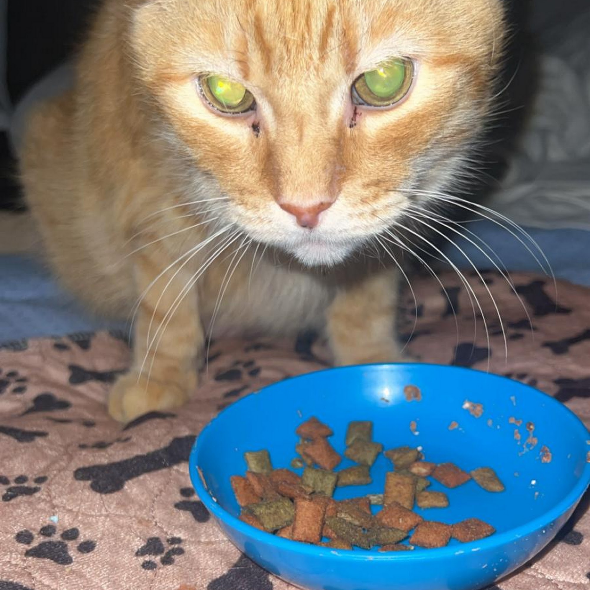 Animal Specialty & Emergency Center Melbourne