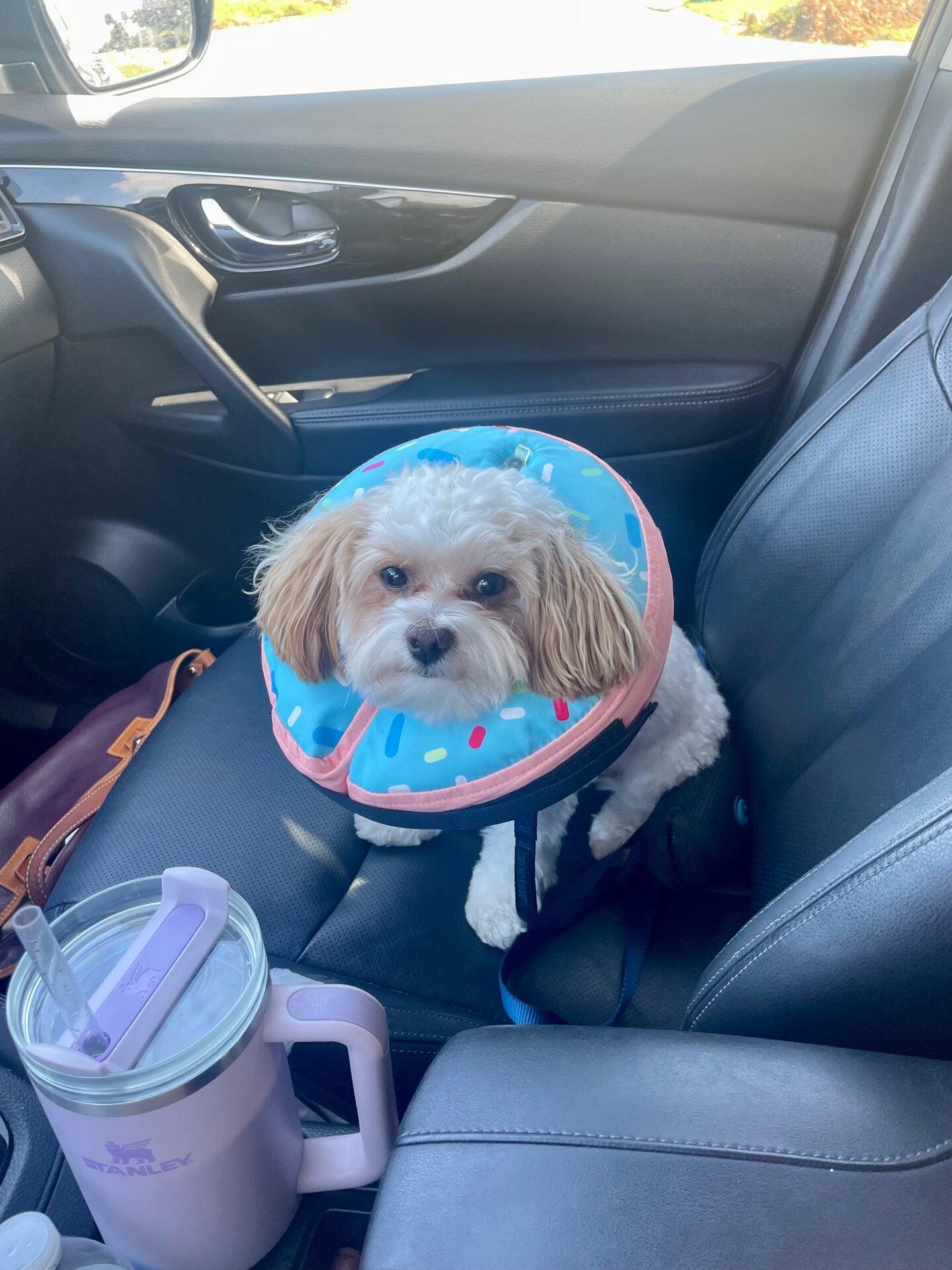 Melbourne Animal Hospital Melbourne