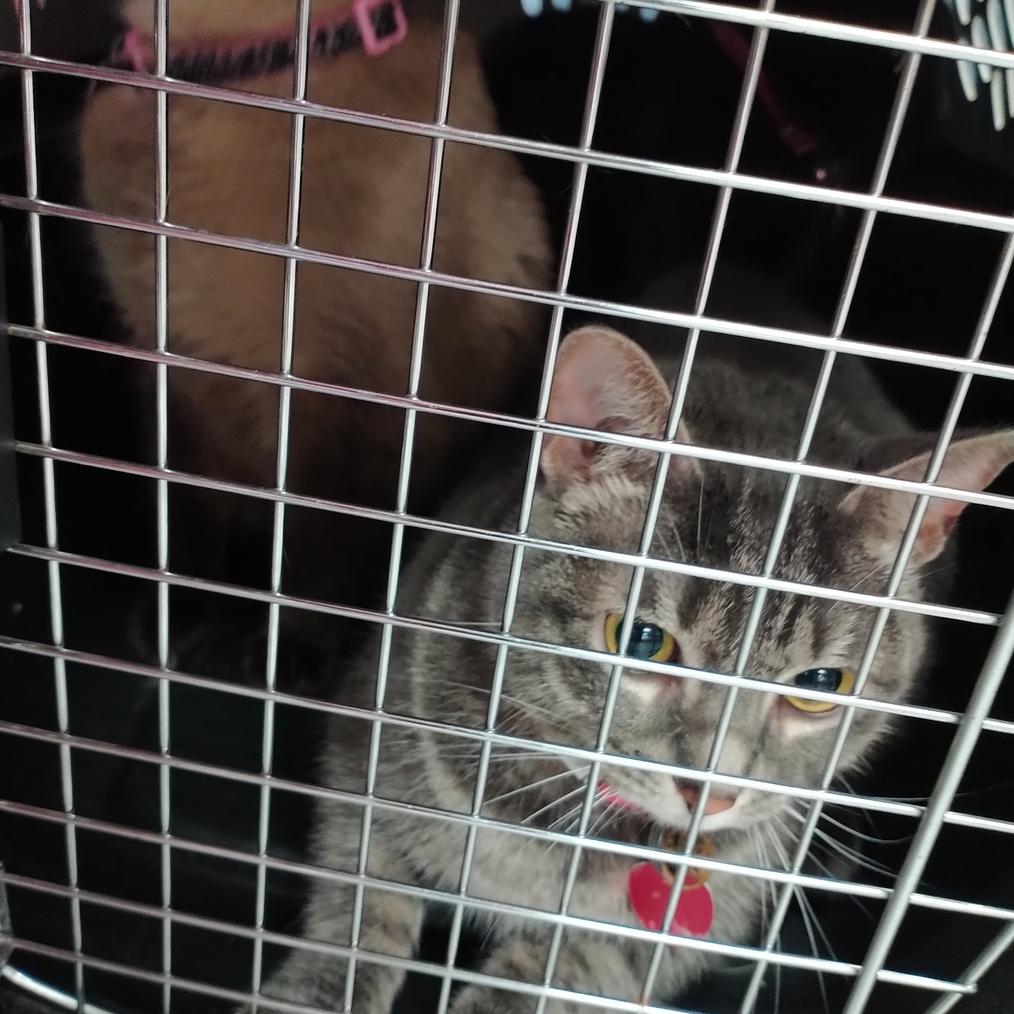 Melbourne Animal Hospital Melbourne