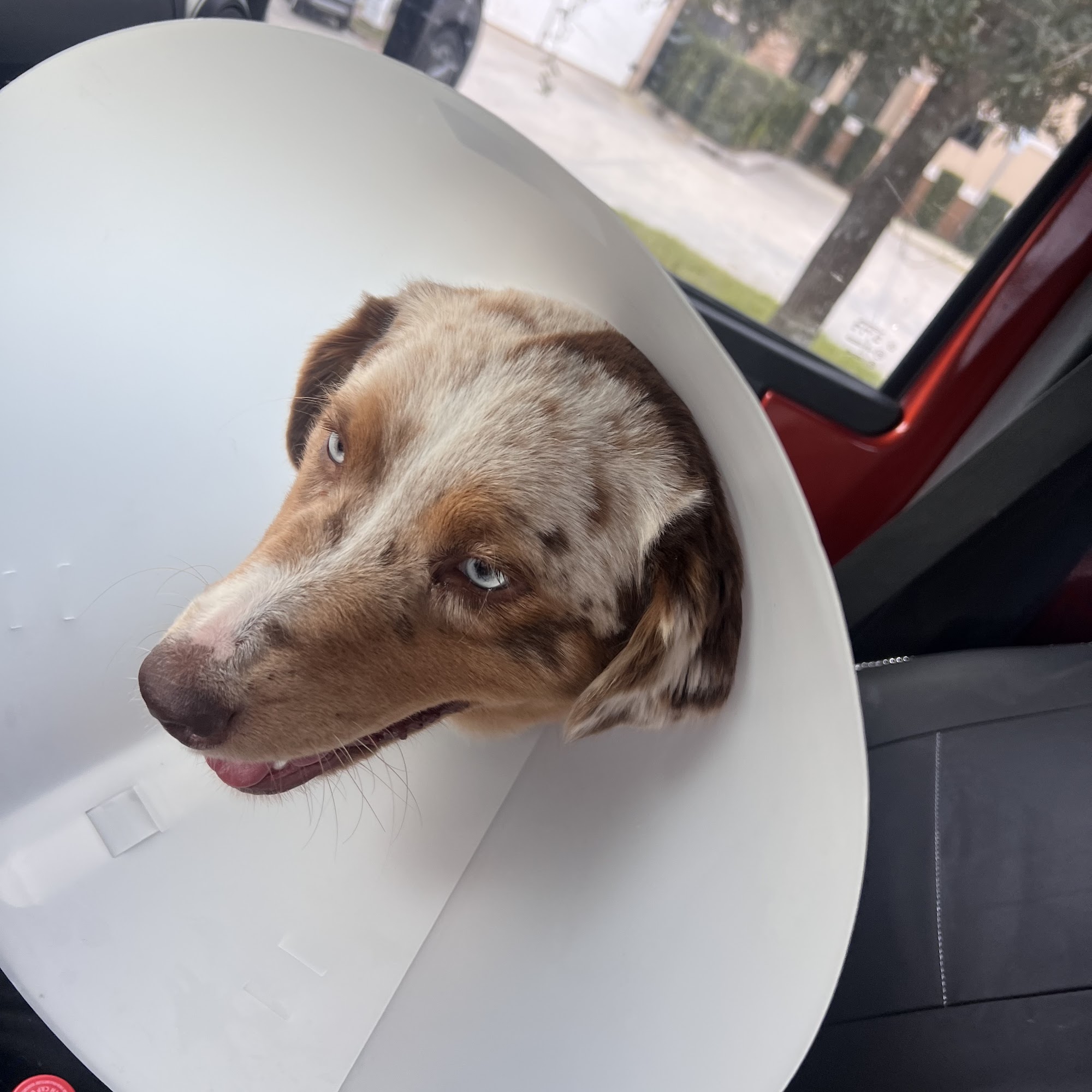 Eau Gallie Veterinary Hospital Melbourne