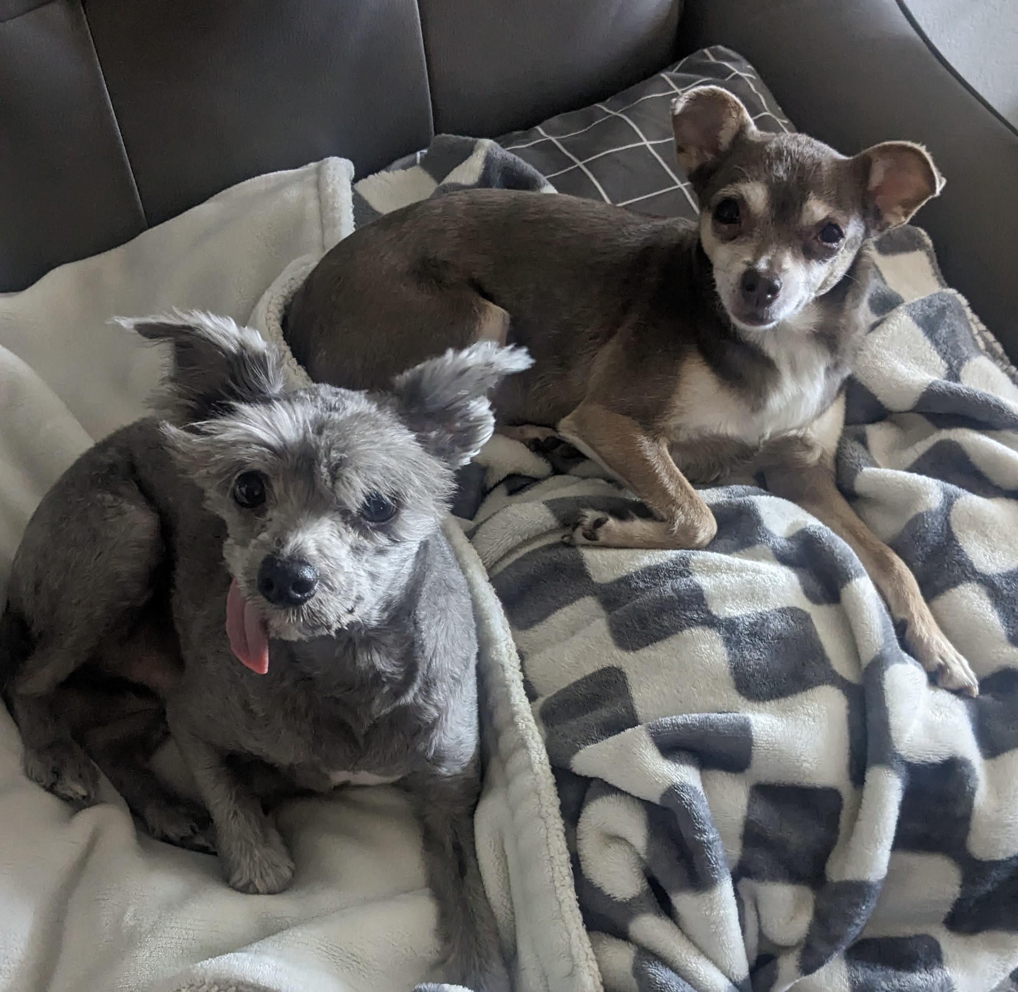 Eau Gallie Veterinary Hospital Melbourne