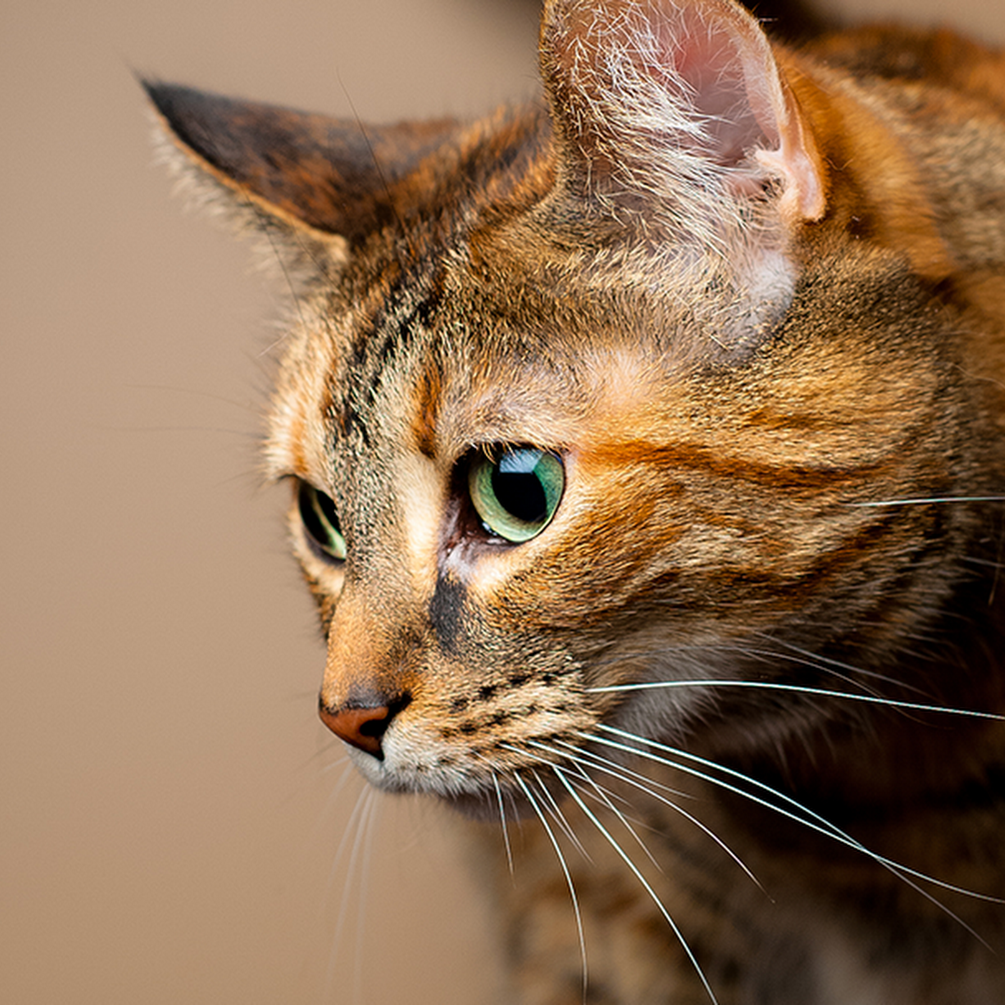 Coquina Ridge Animal Clinic Melbourne