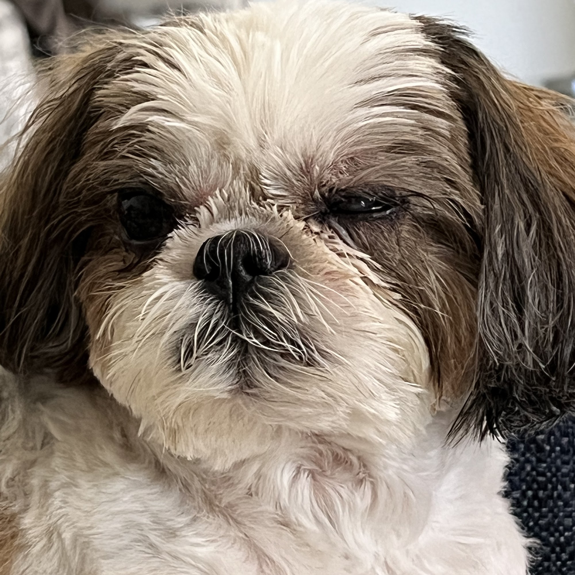 Animal Eye Specialty Clinic - Melbourne Melbourne