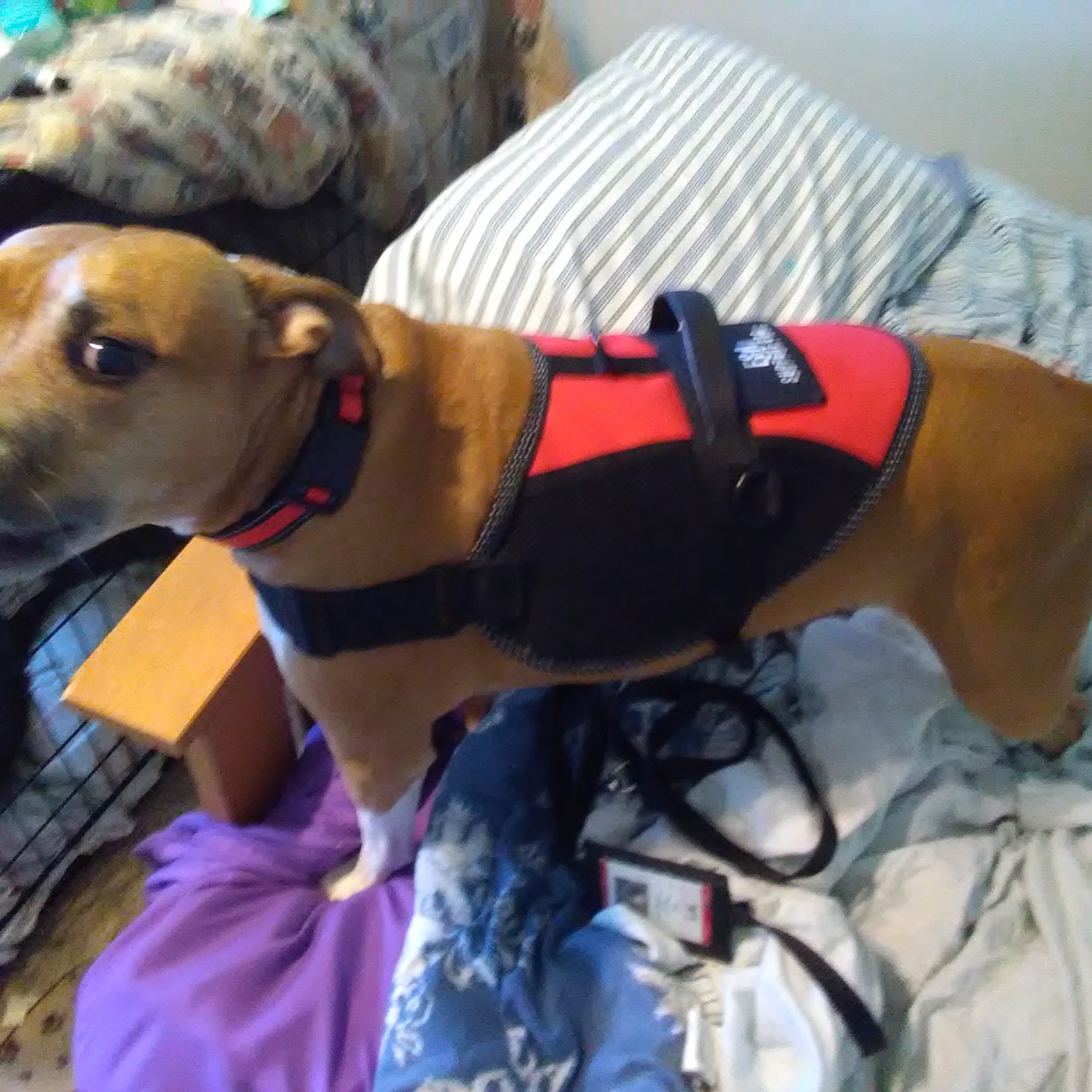 Animal Cancer Care Clinic Melbourne