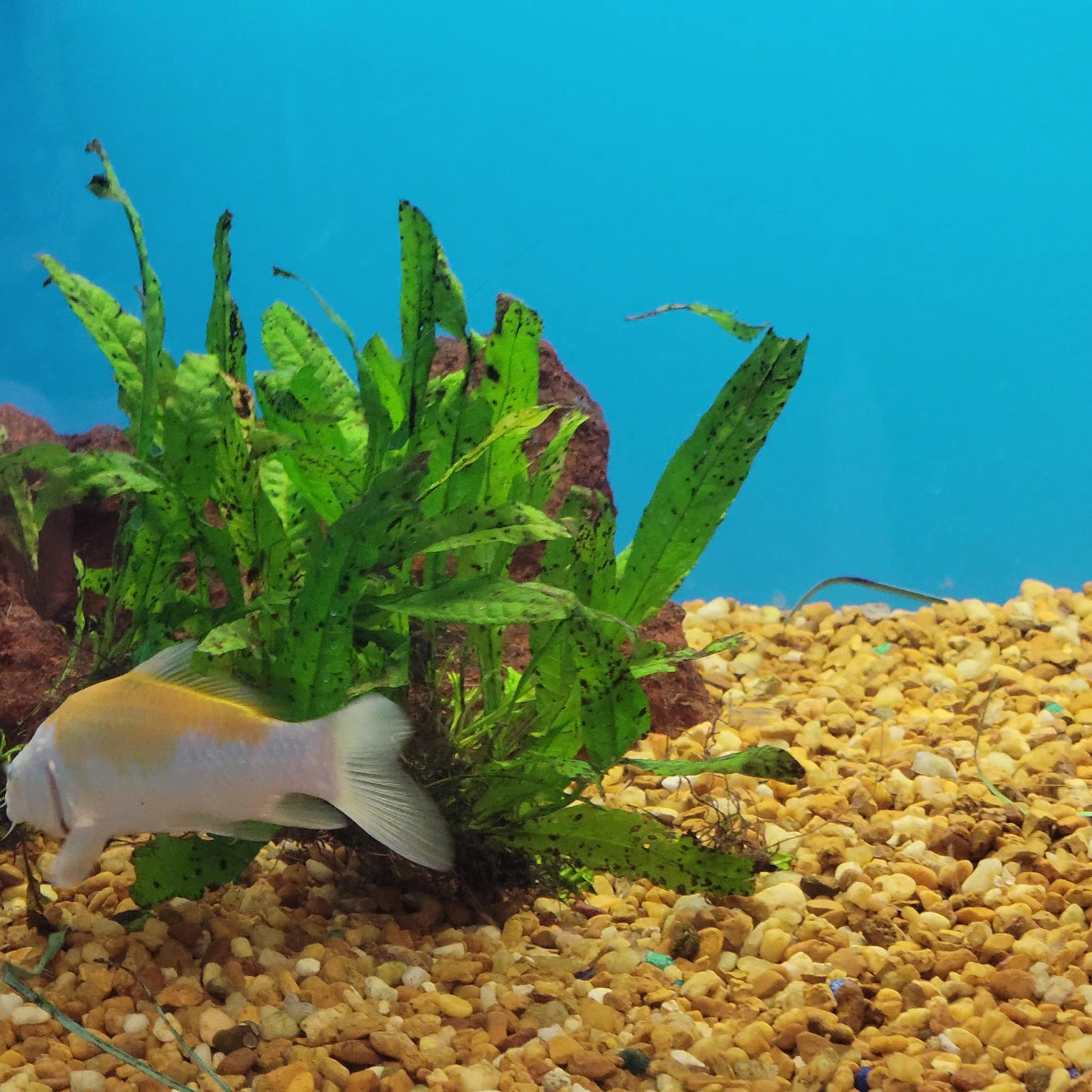 Pet Supermarket Melbourne