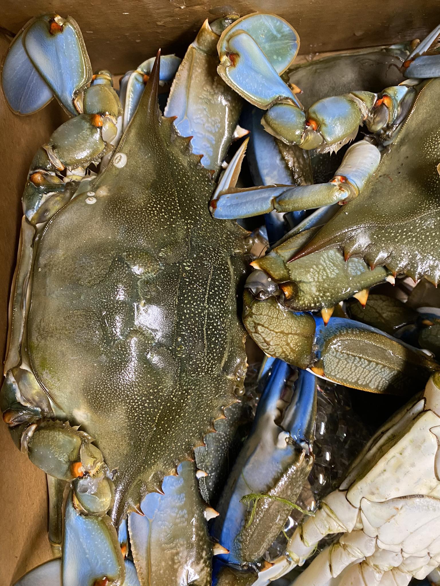 Coastal Crab Company Melbourne