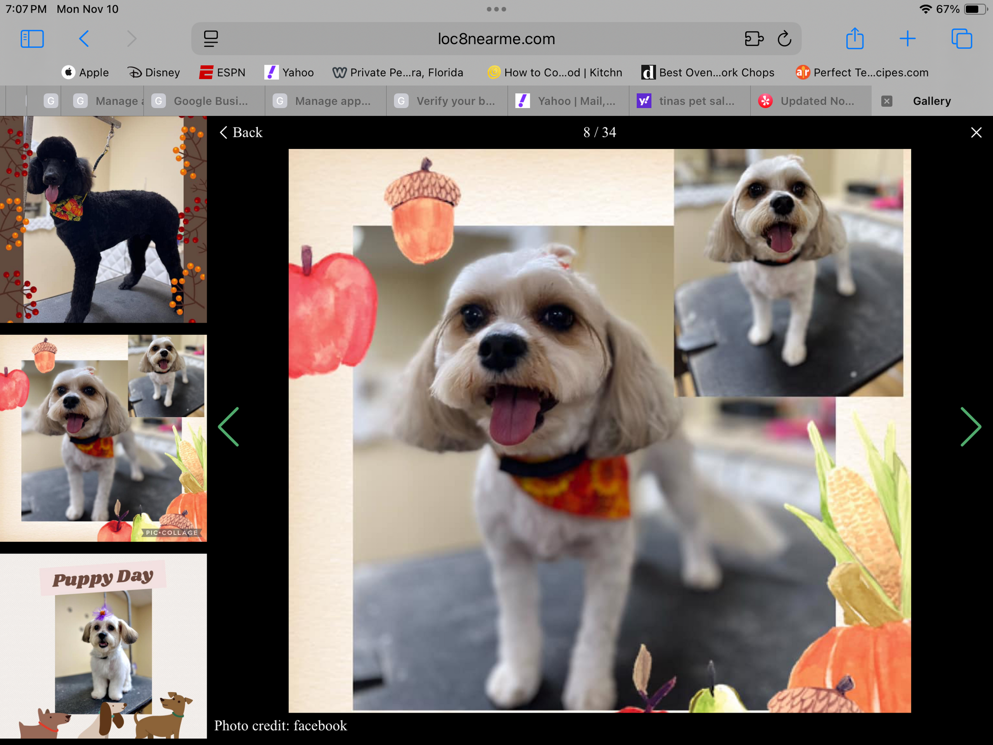 Tina's Pet Salon & Spa Melbourne