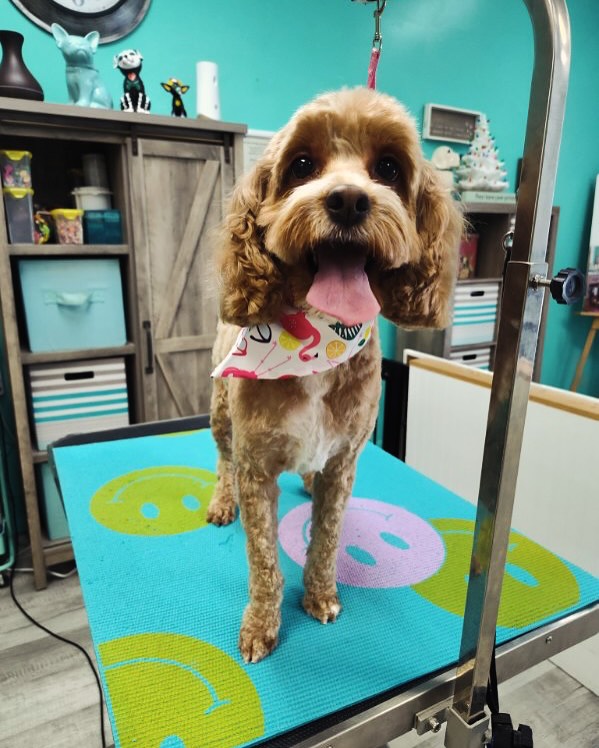 Pampered Paws Pet Spa LLC Melbourne