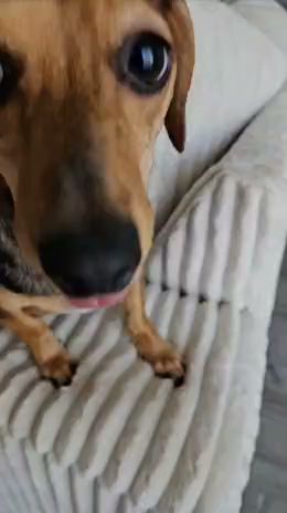 Pet Nannies, LLC Melbourne