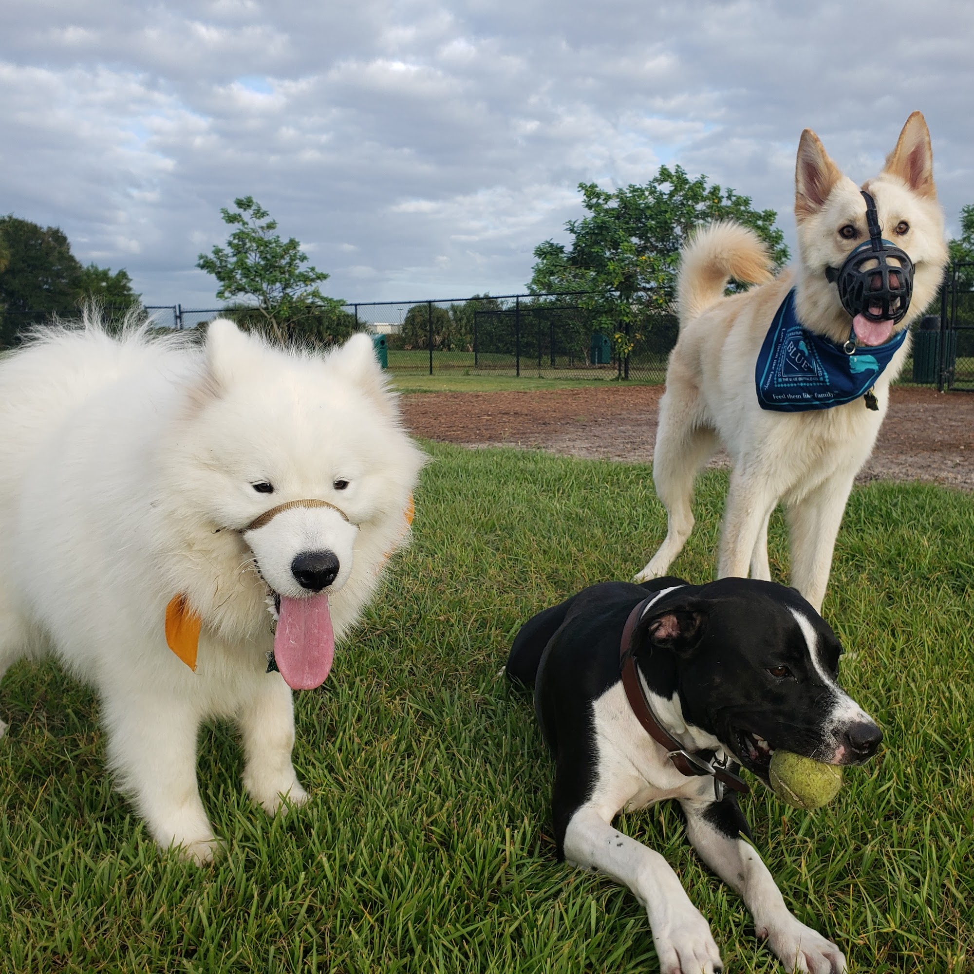 Viera Bark Park Melbourne