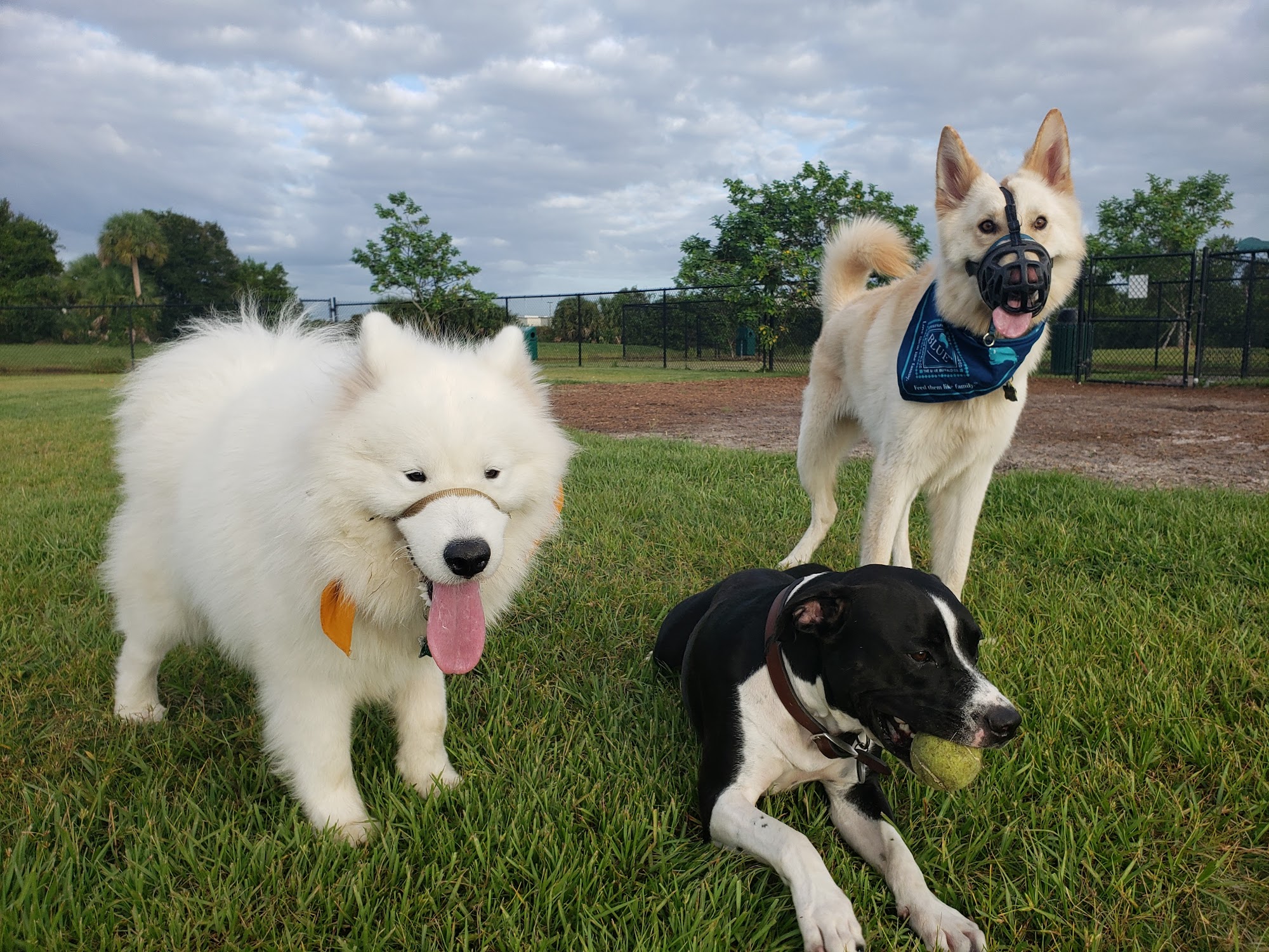 Viera Bark Park Melbourne
