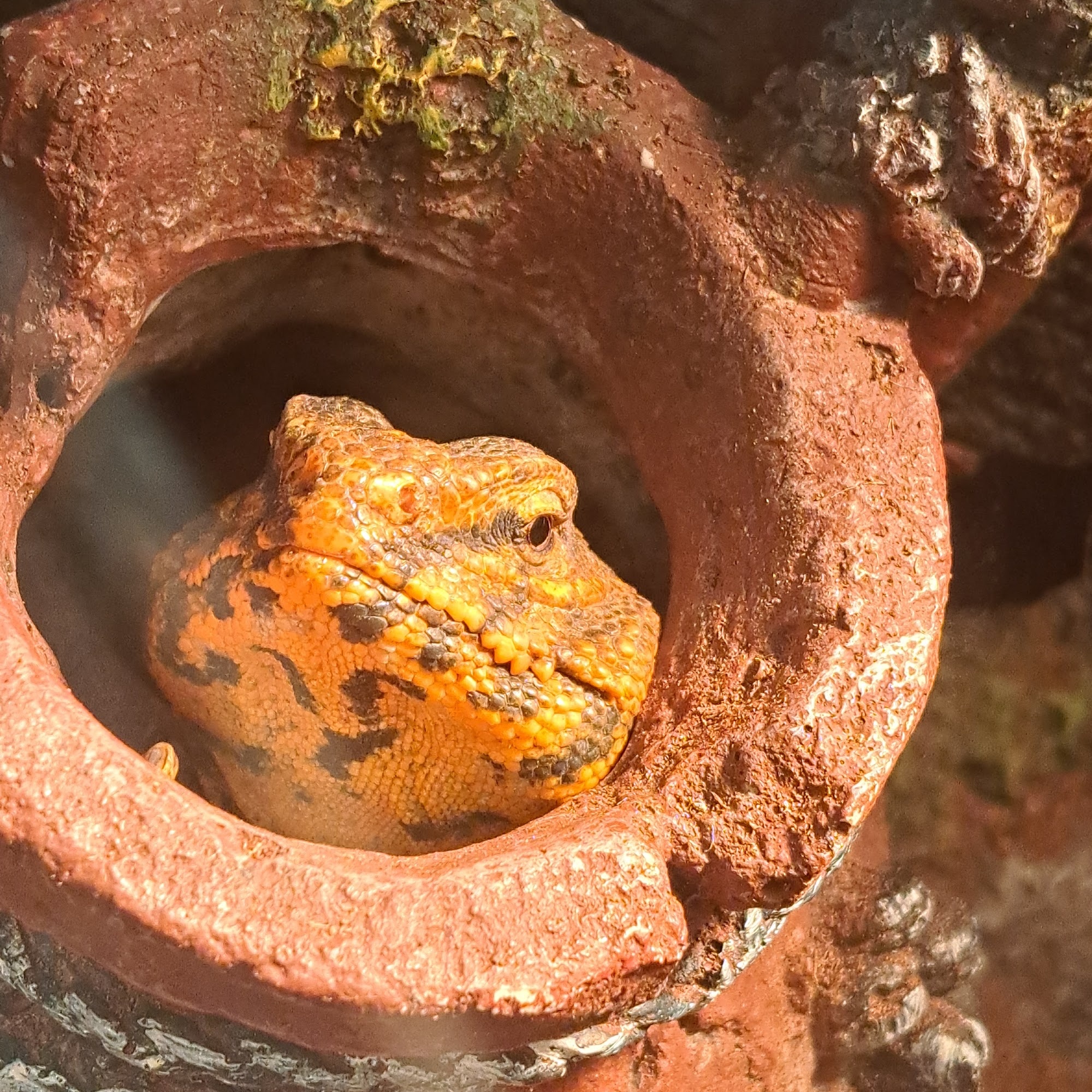 Rainforest Pet Store Melbourne