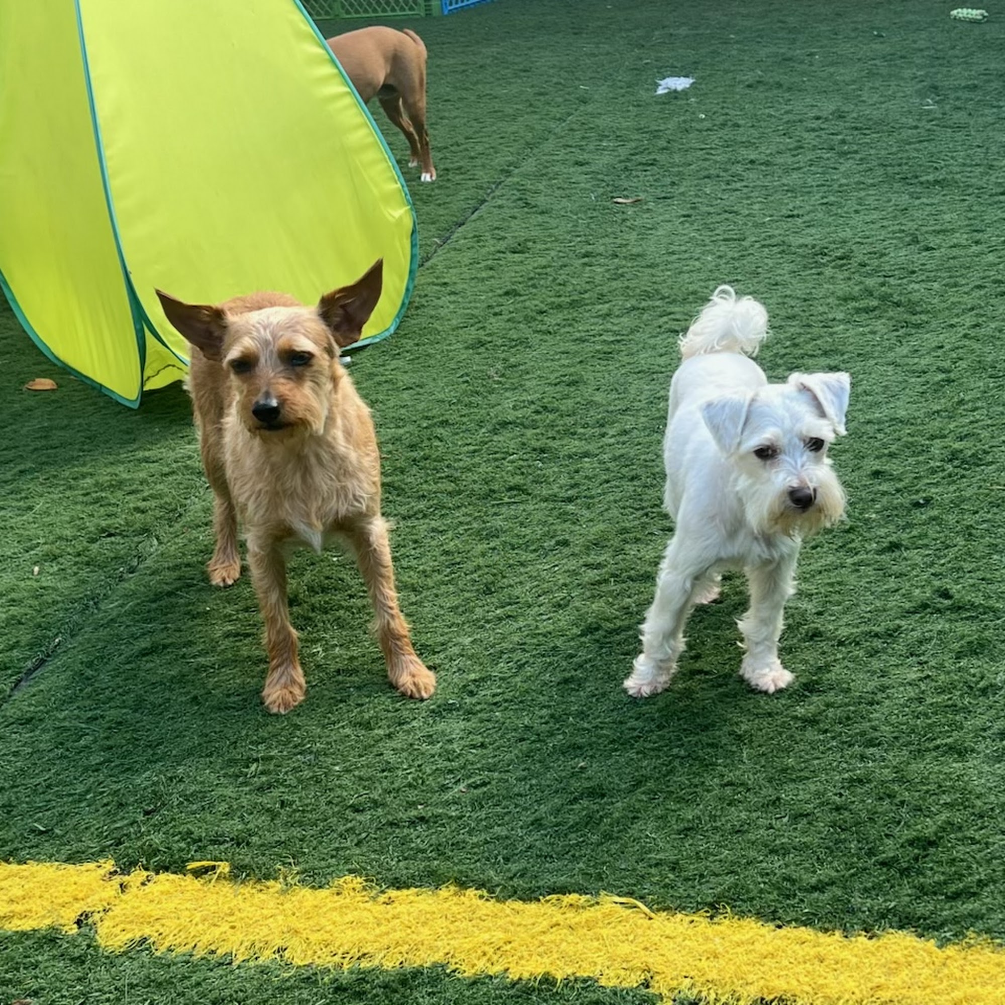 The Pet Wagon Melbourne