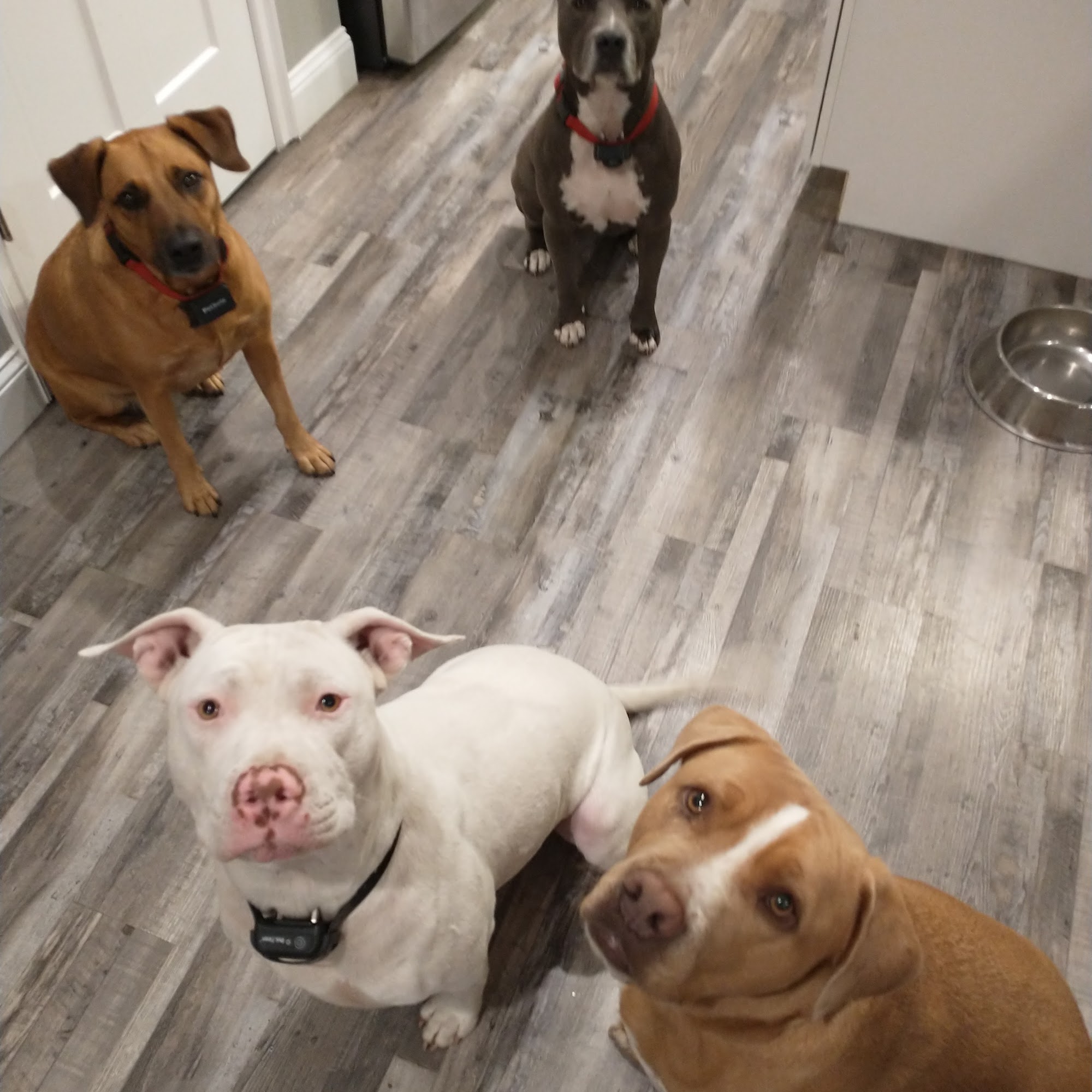 Companion Animal Clinic Melrose