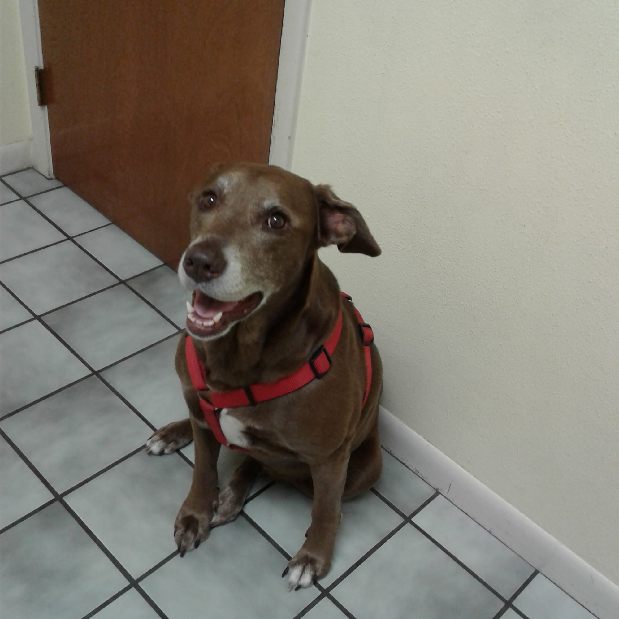 Courtenay Animal Hospital Merritt Island