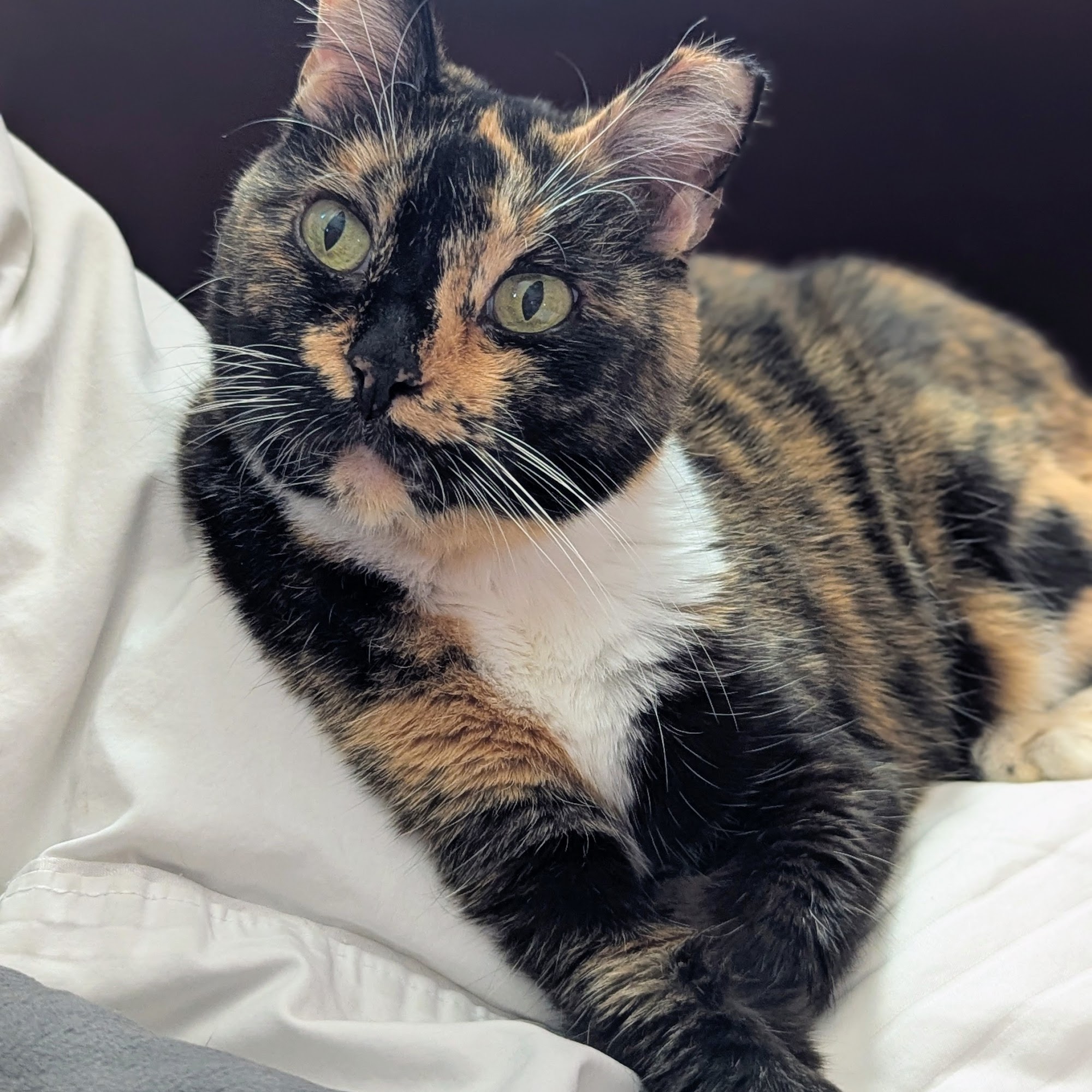 Animal Clinic of Merritt Island Merritt Island