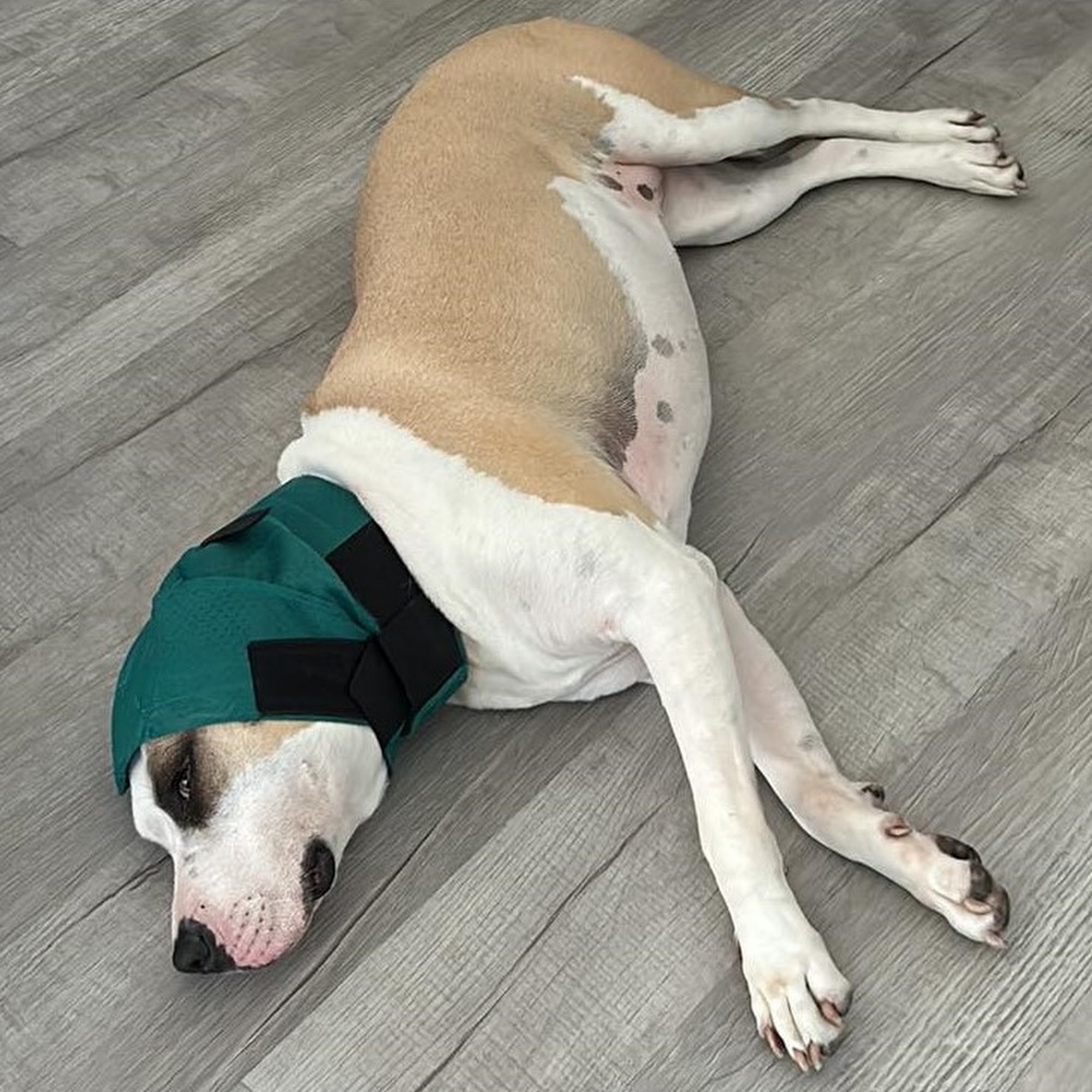 Island Animal Hospital in Merritt Island Merritt Island