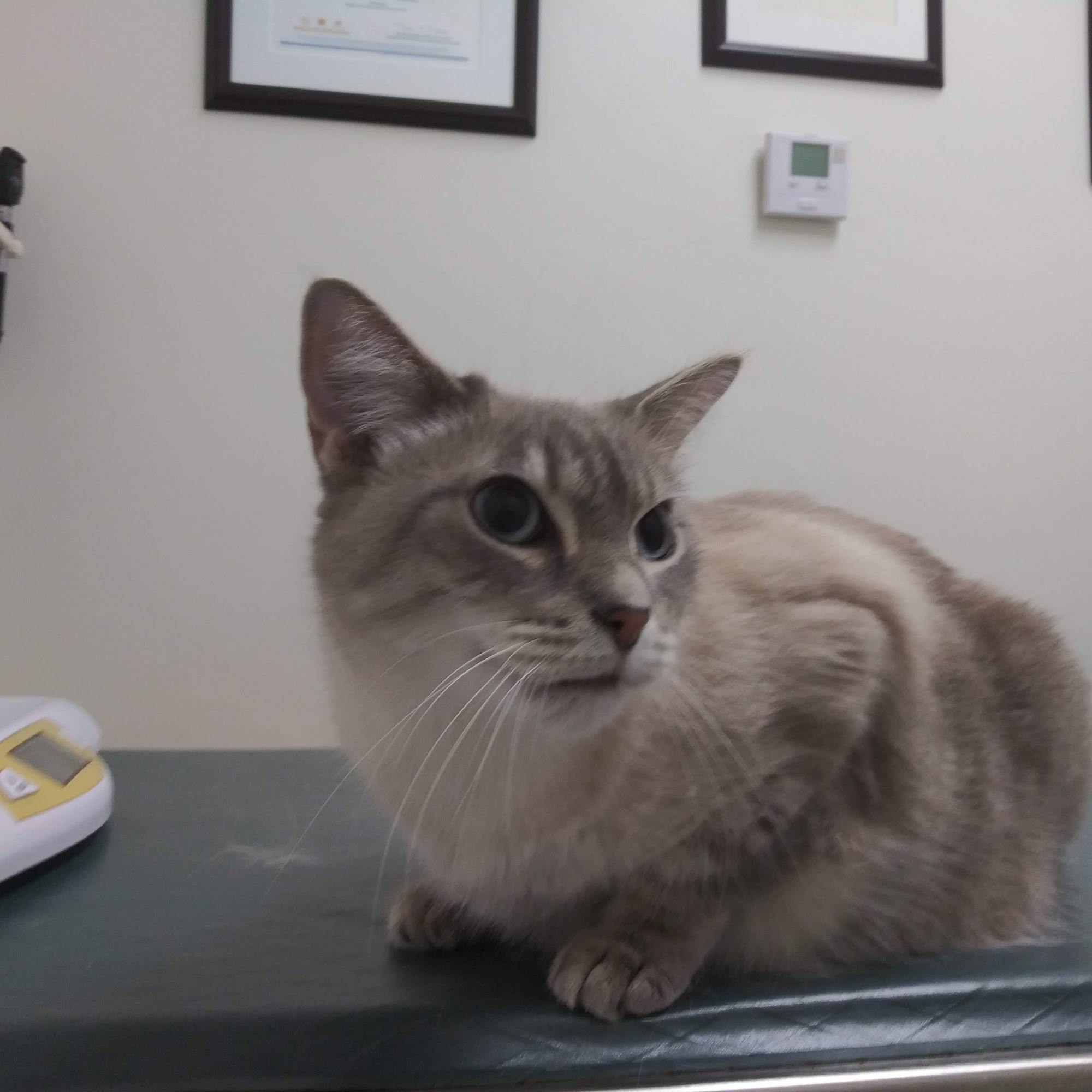 Pets & Vets Animal Clinic Miami Beach