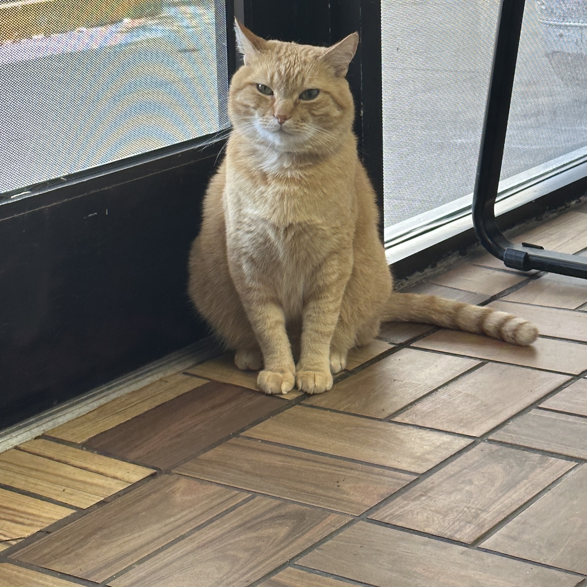 Pet House Animal Clinic Miami Beach