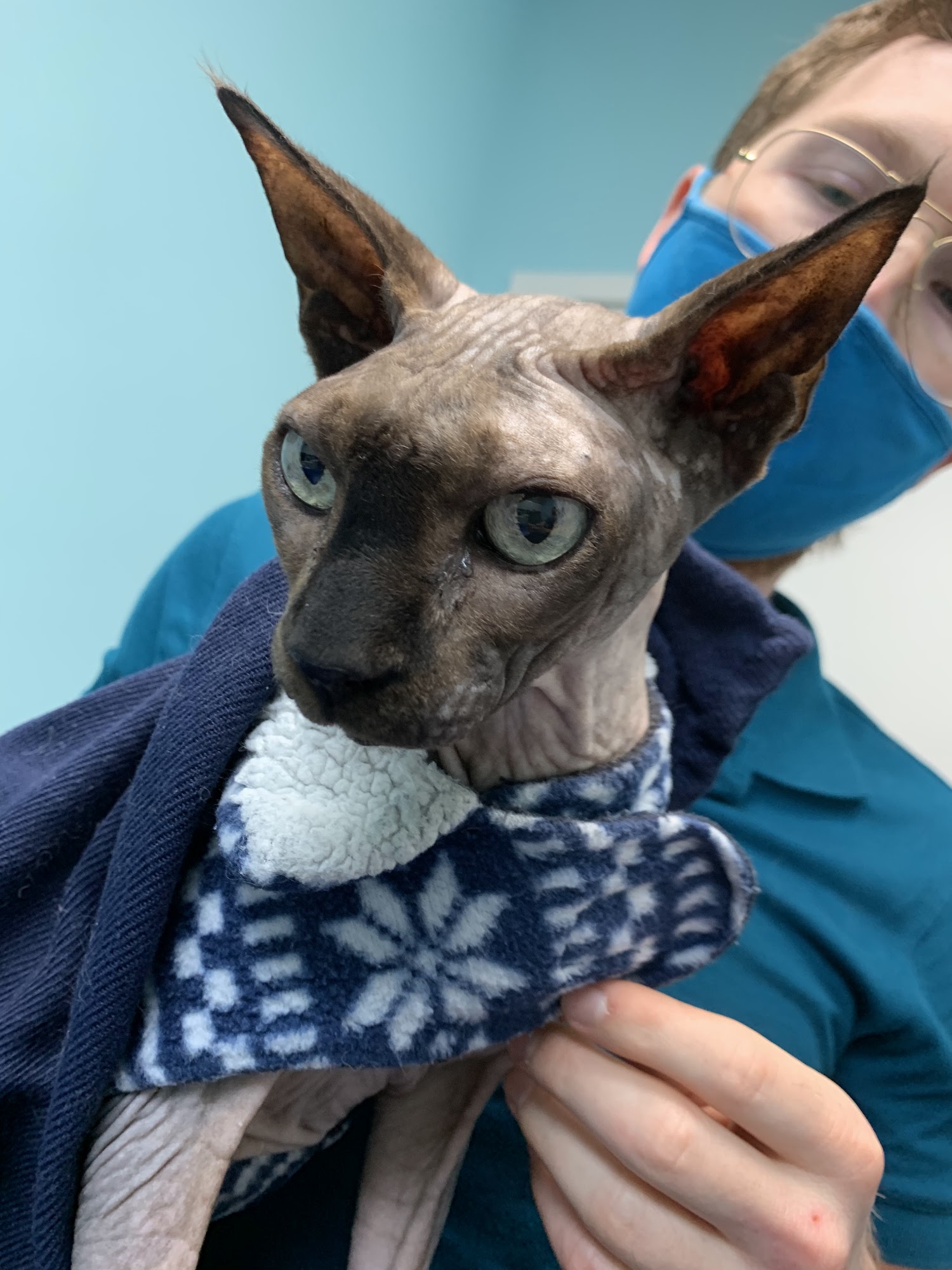 Miami Beach Animal Wellness and Specialty Center Miami Beach