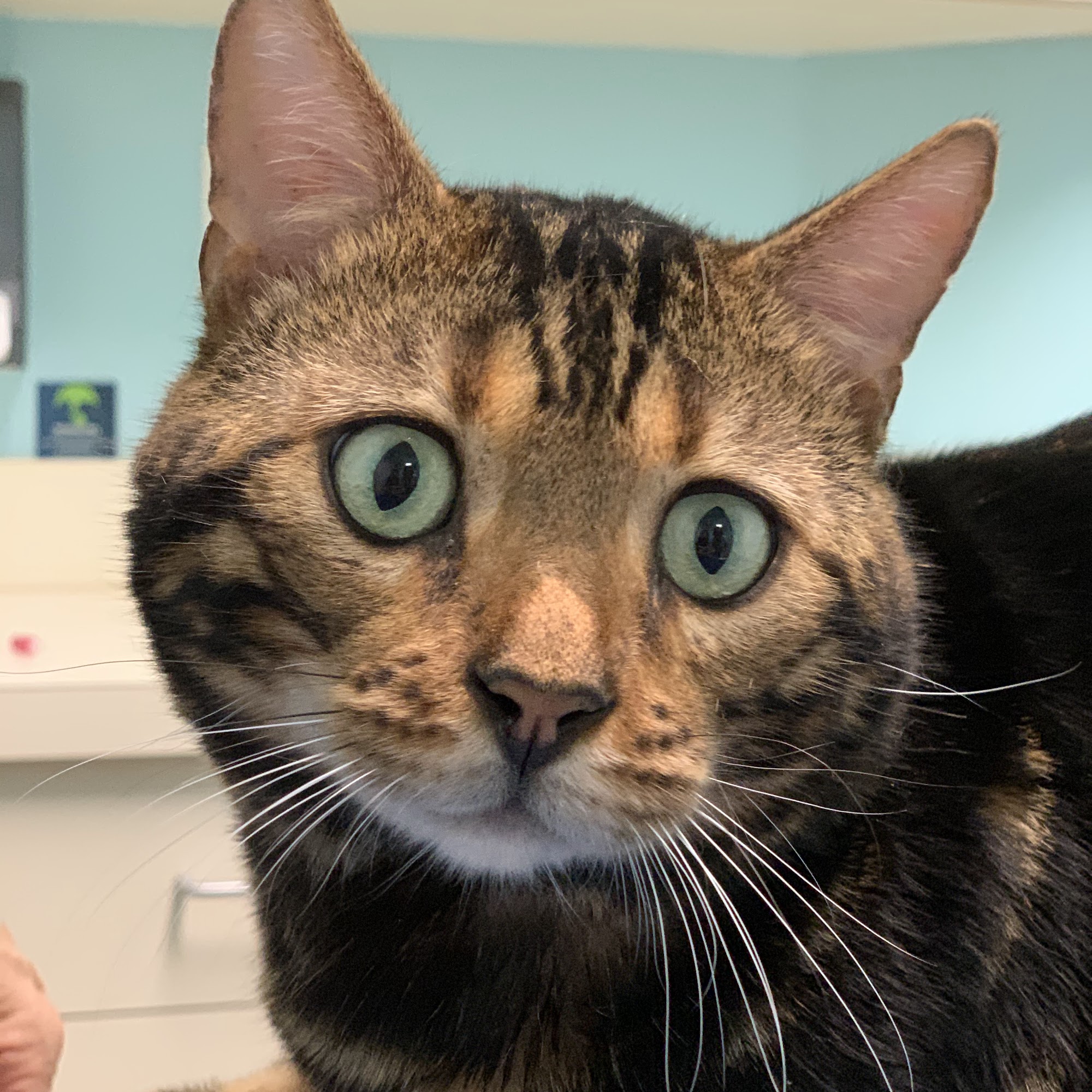 Miami Beach Animal Wellness and Specialty Center Miami Beach