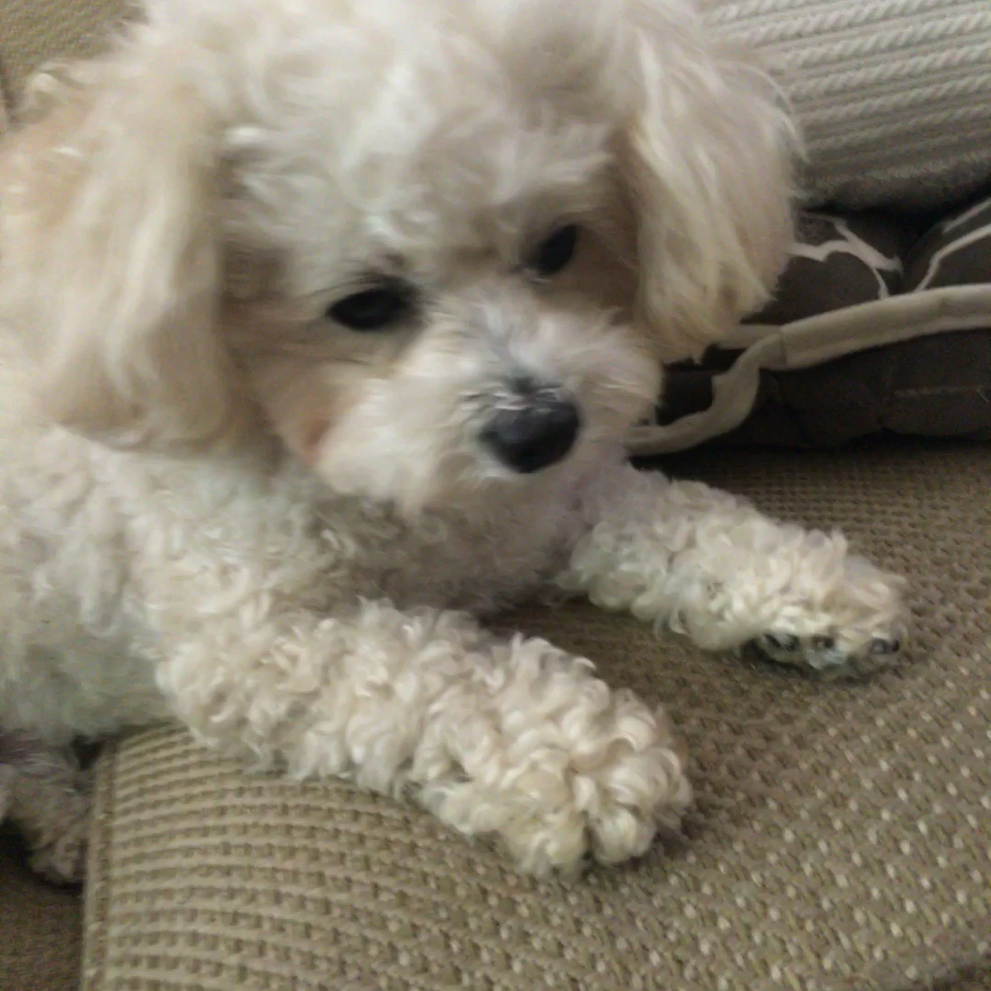 Eco Deco Pet Hospital Miami Beach