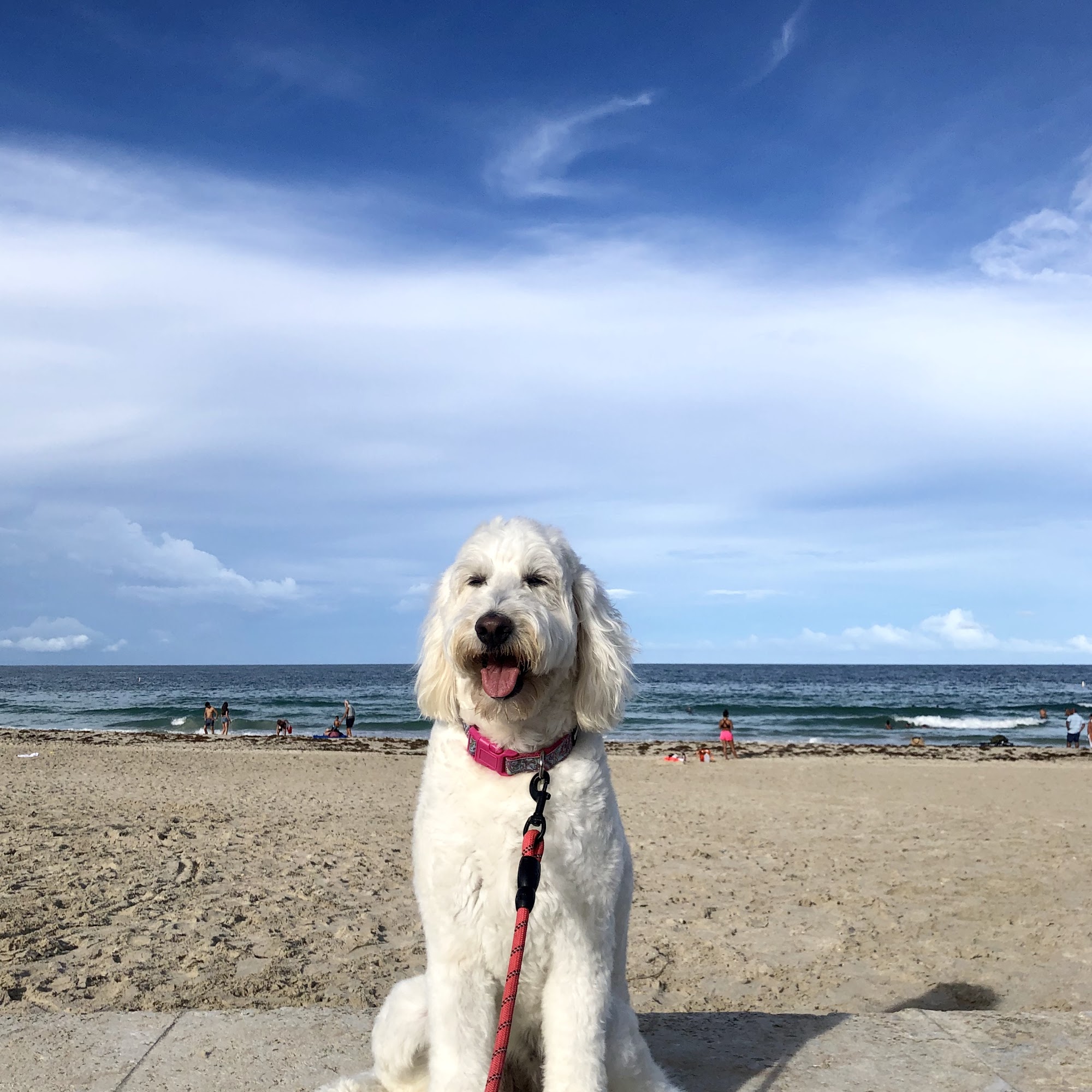 Waggy Tail Pet Care Miami Beach