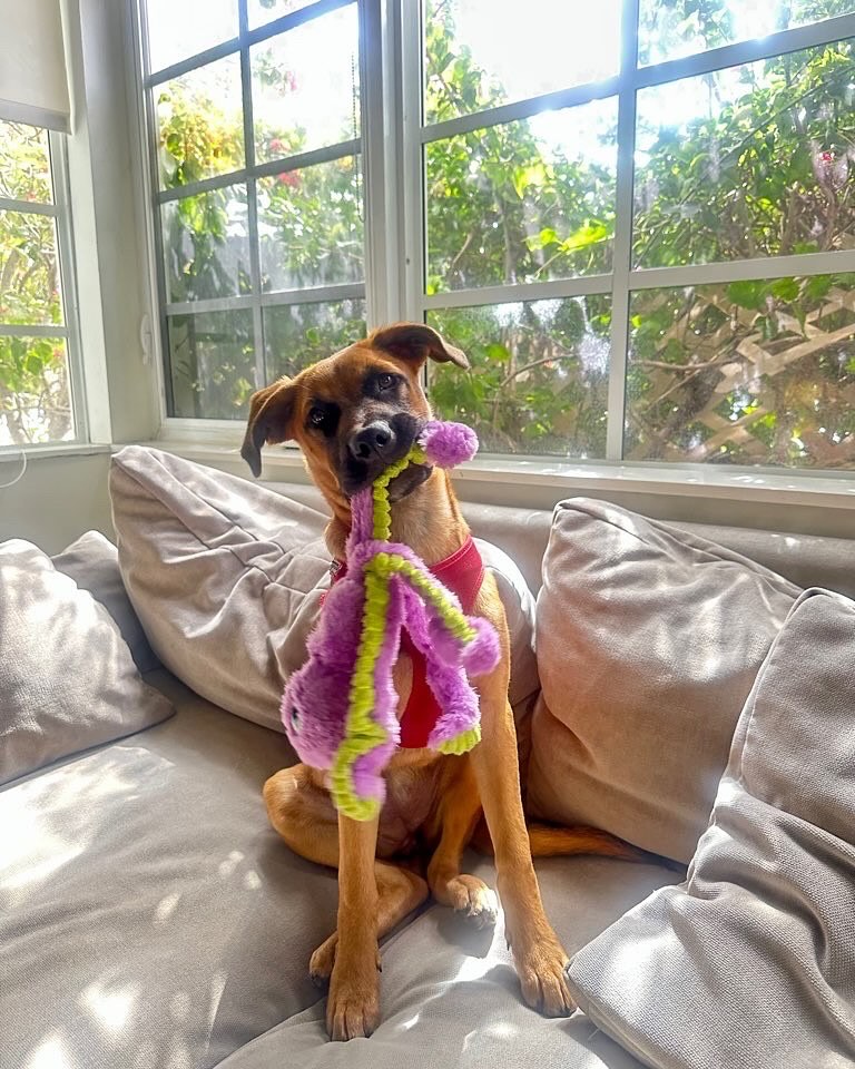 Waggy Tail Pet Care Miami Beach