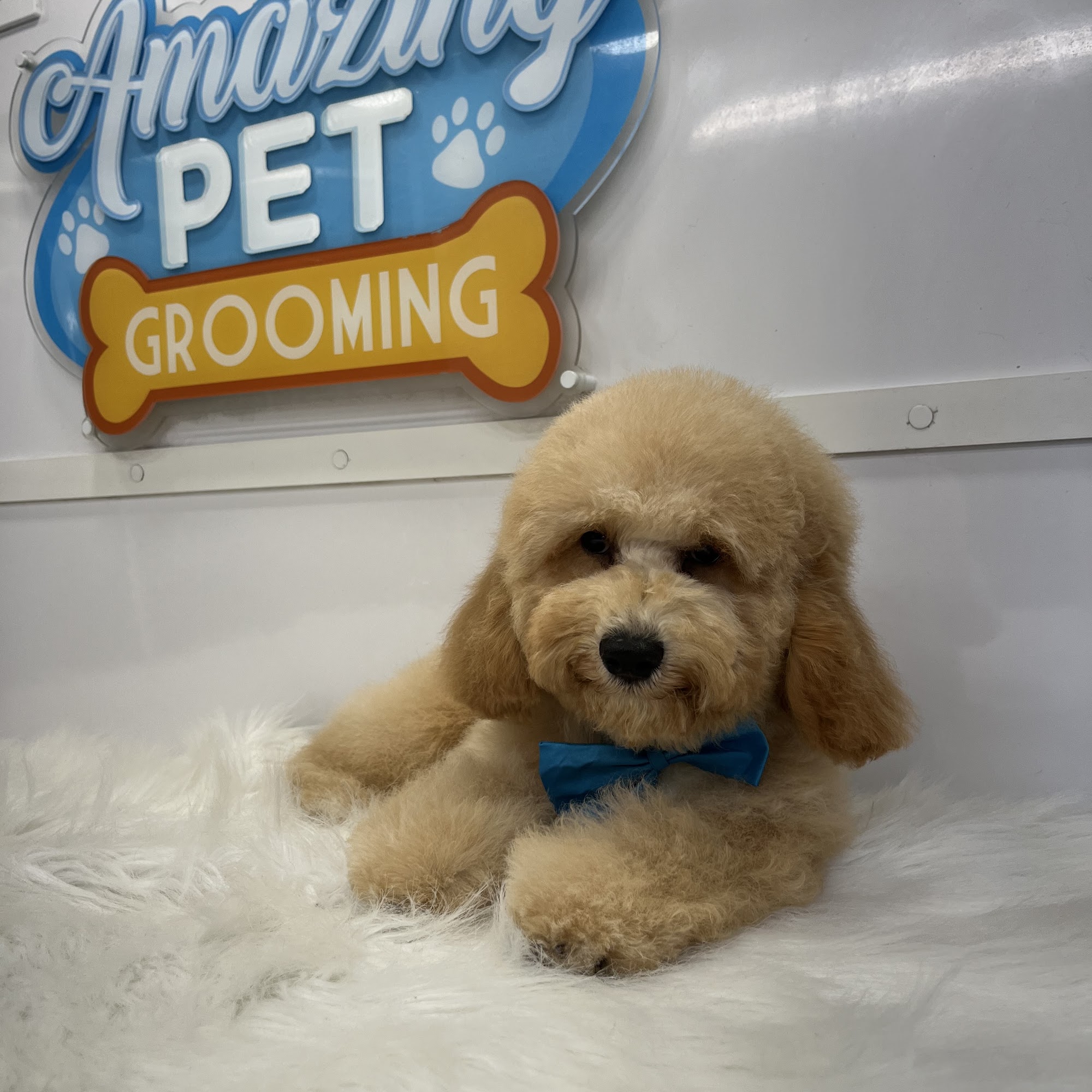 AMAZING PET GROOMING Miami Lakes