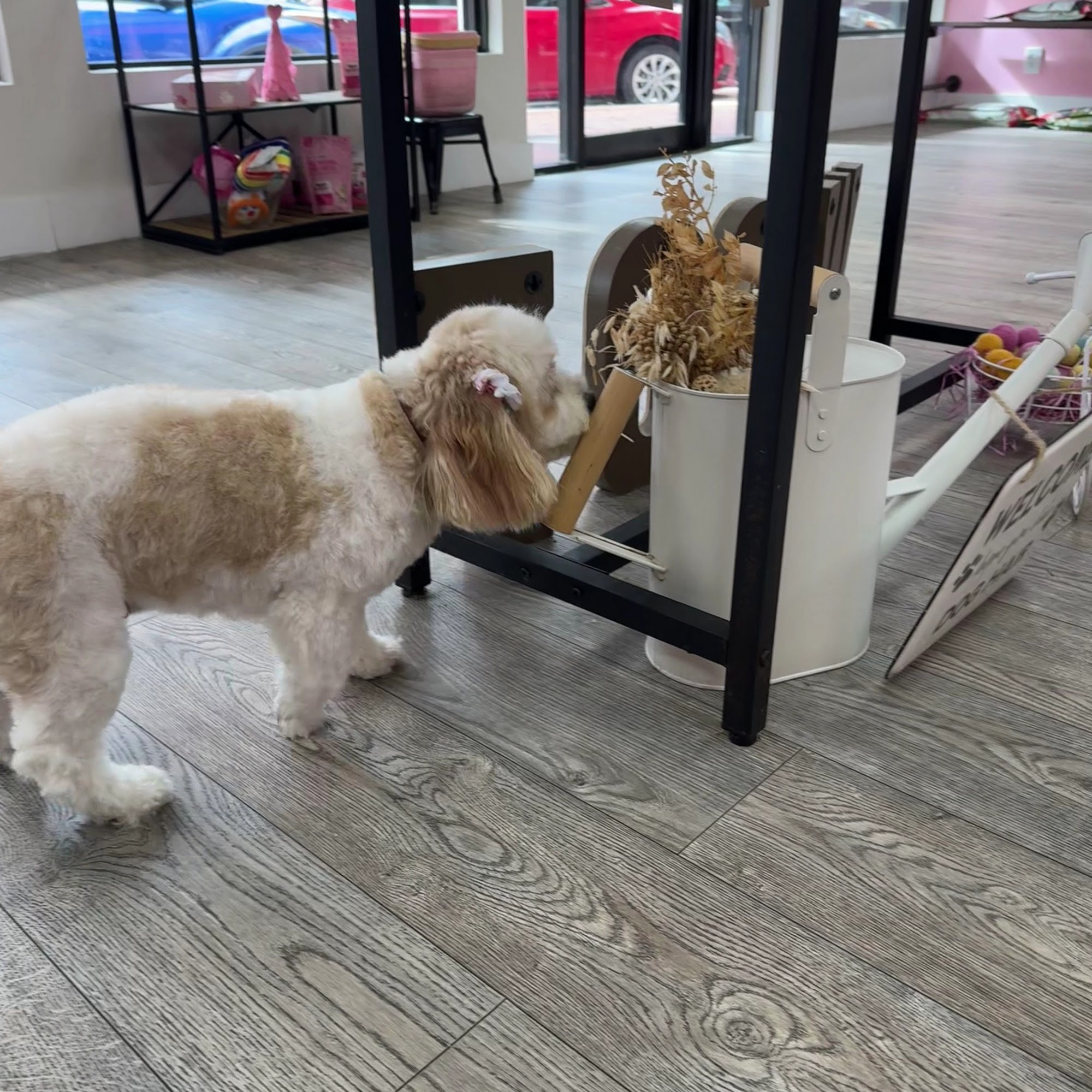 Woof Gang Bakery & Grooming Miami Lakes Miami Lakes