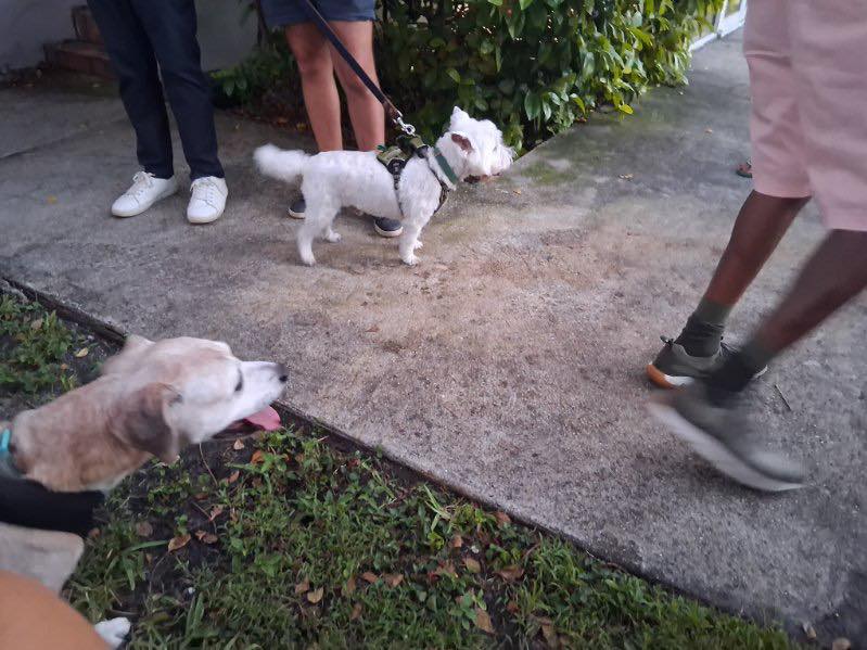 Jolly Mutt Pet Grooming Salon Miami Shores