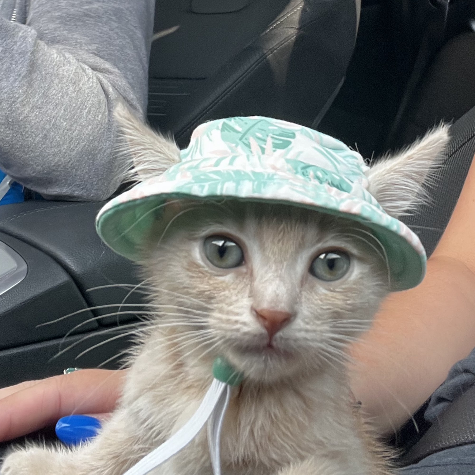 Calusa Crossing Animal Hospital Miami