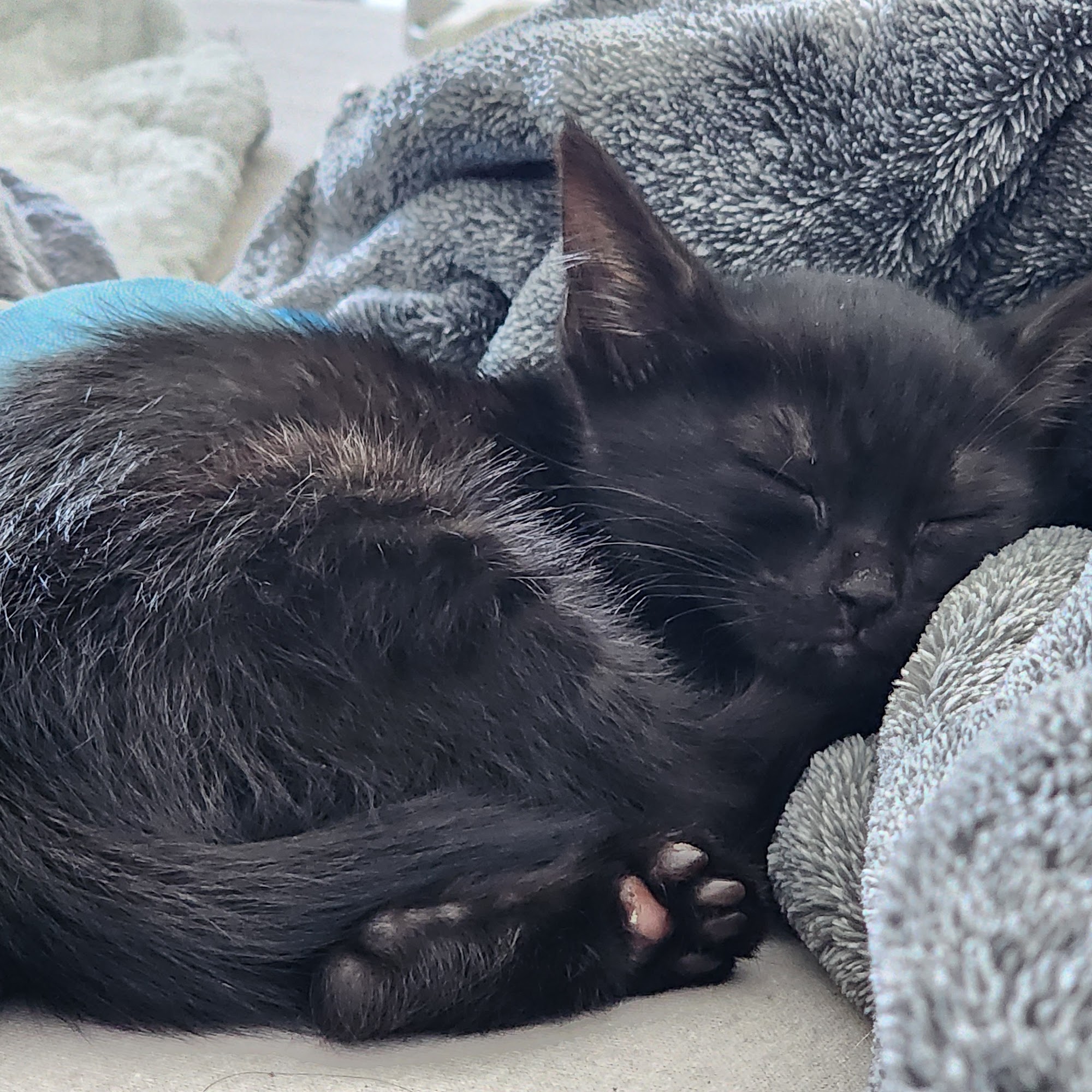 Kendall Drive Animal Hospital Miami