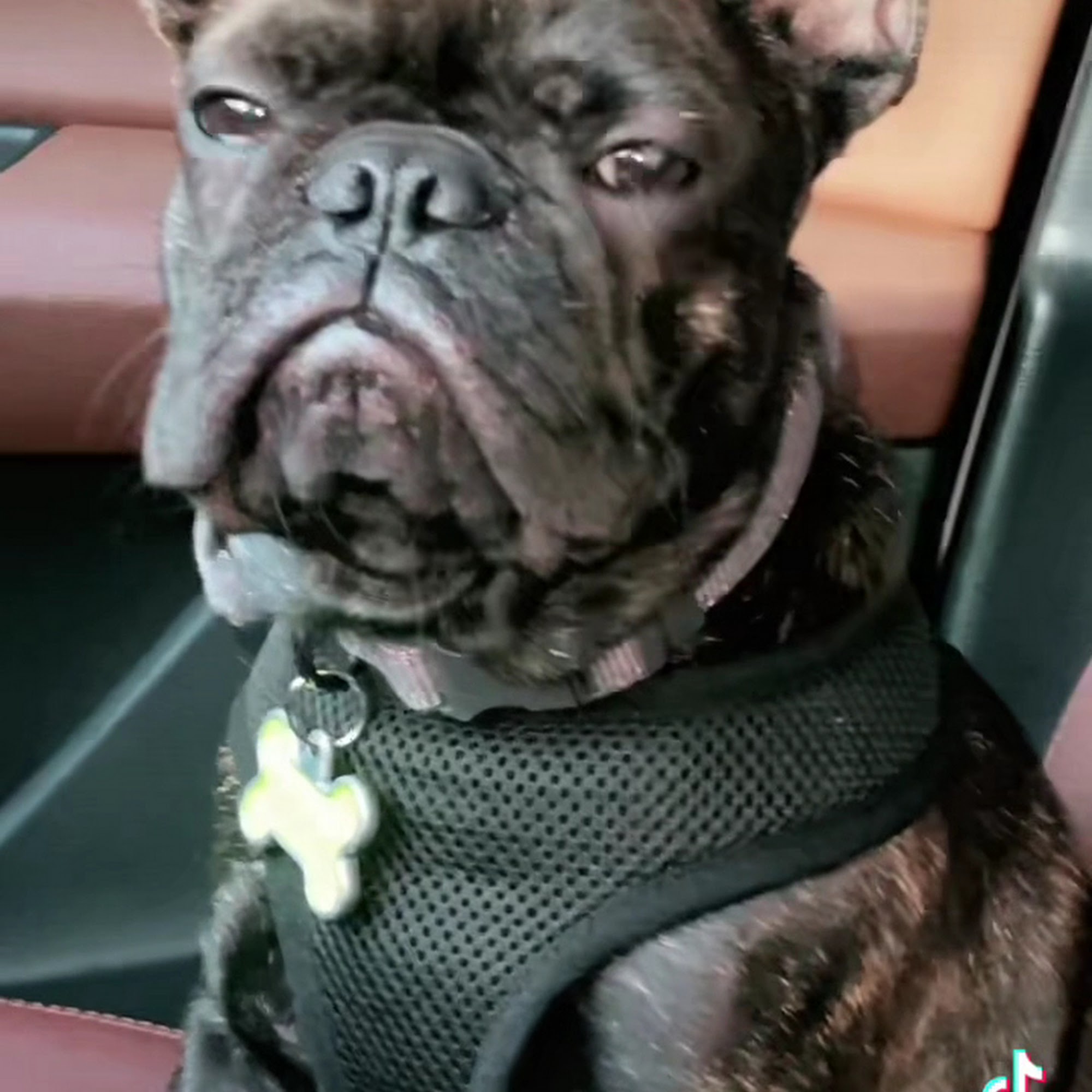 Miami Animal Clinic Miami