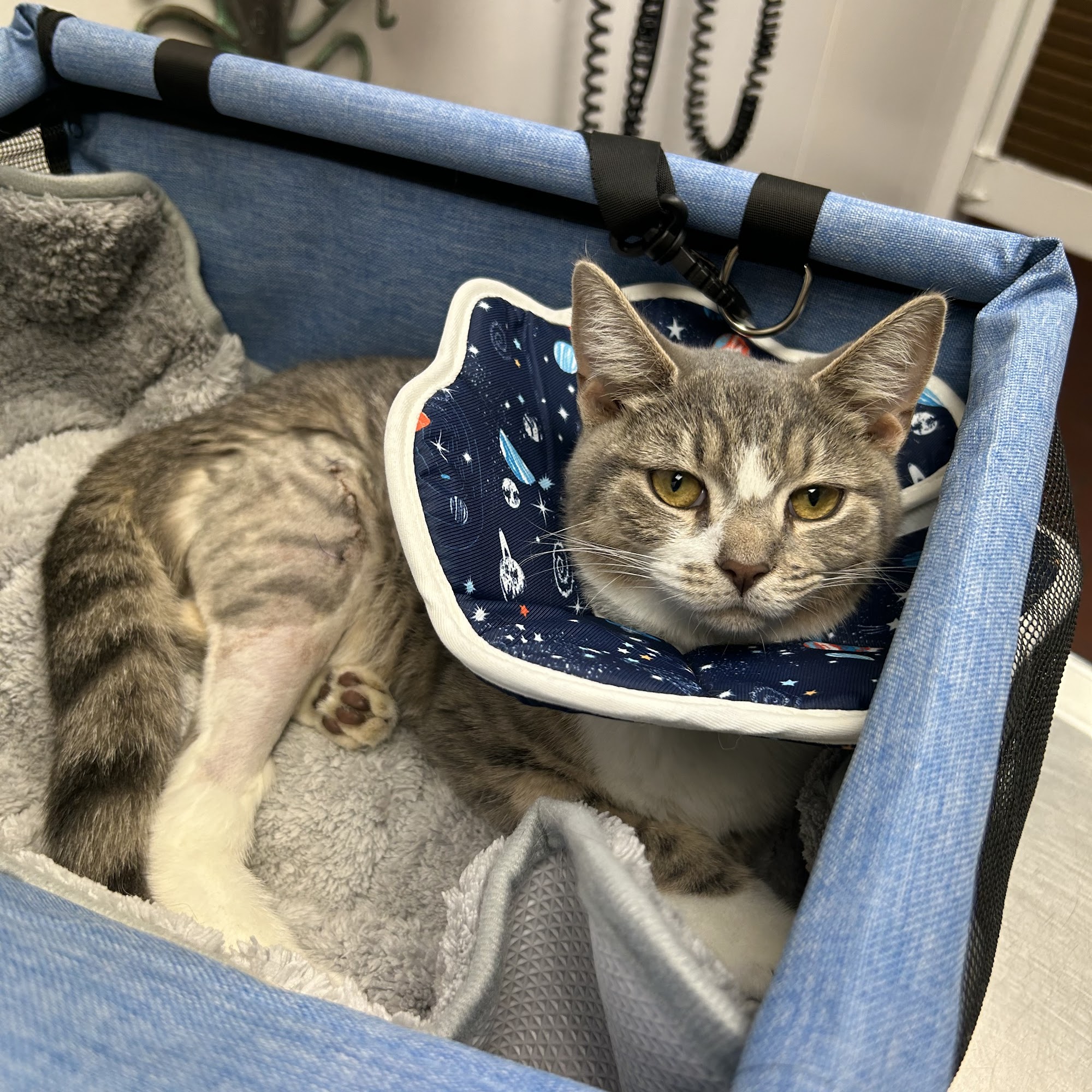 Animal Clinic of Ives Dairy Road Miami