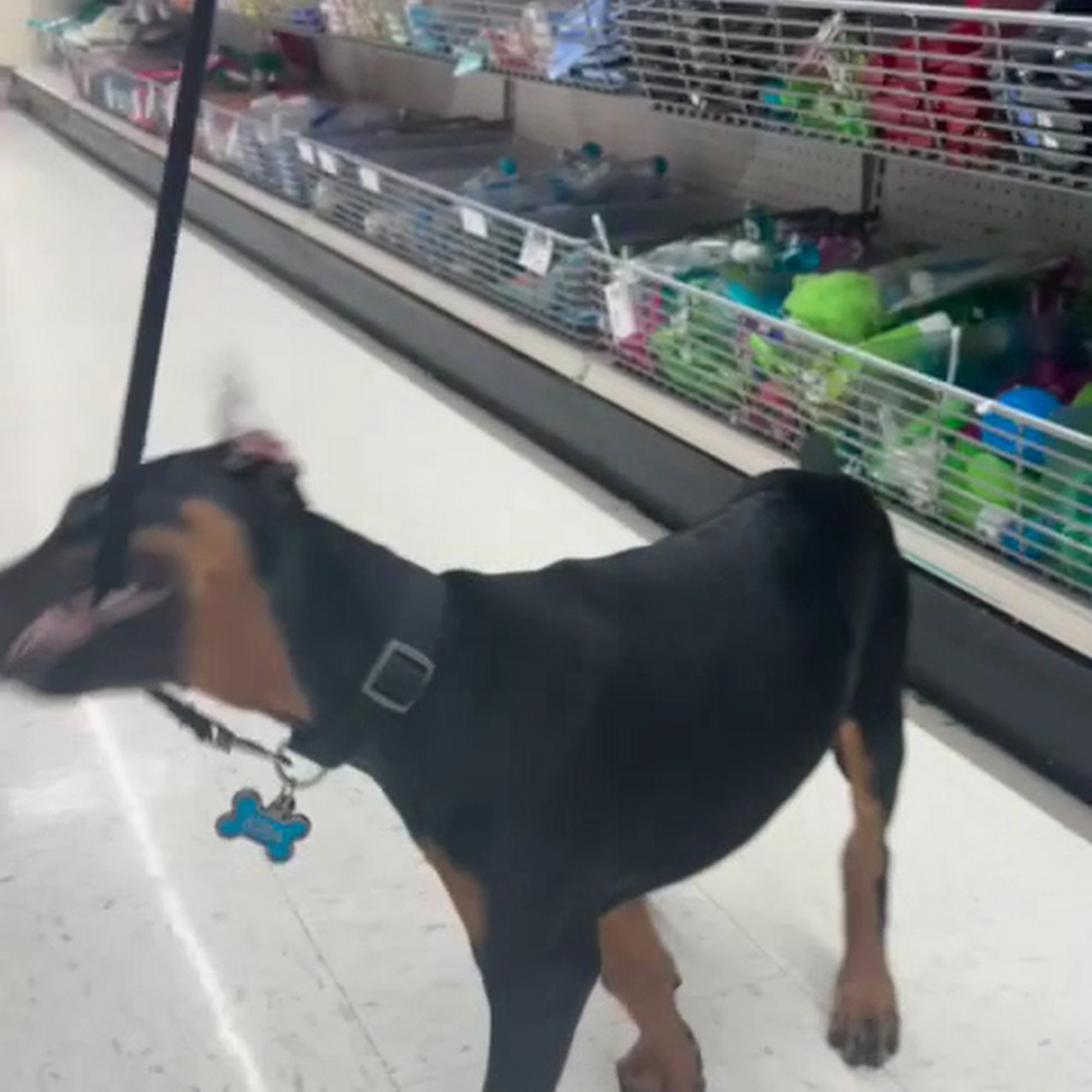 Good Care Animal Clinic Miami