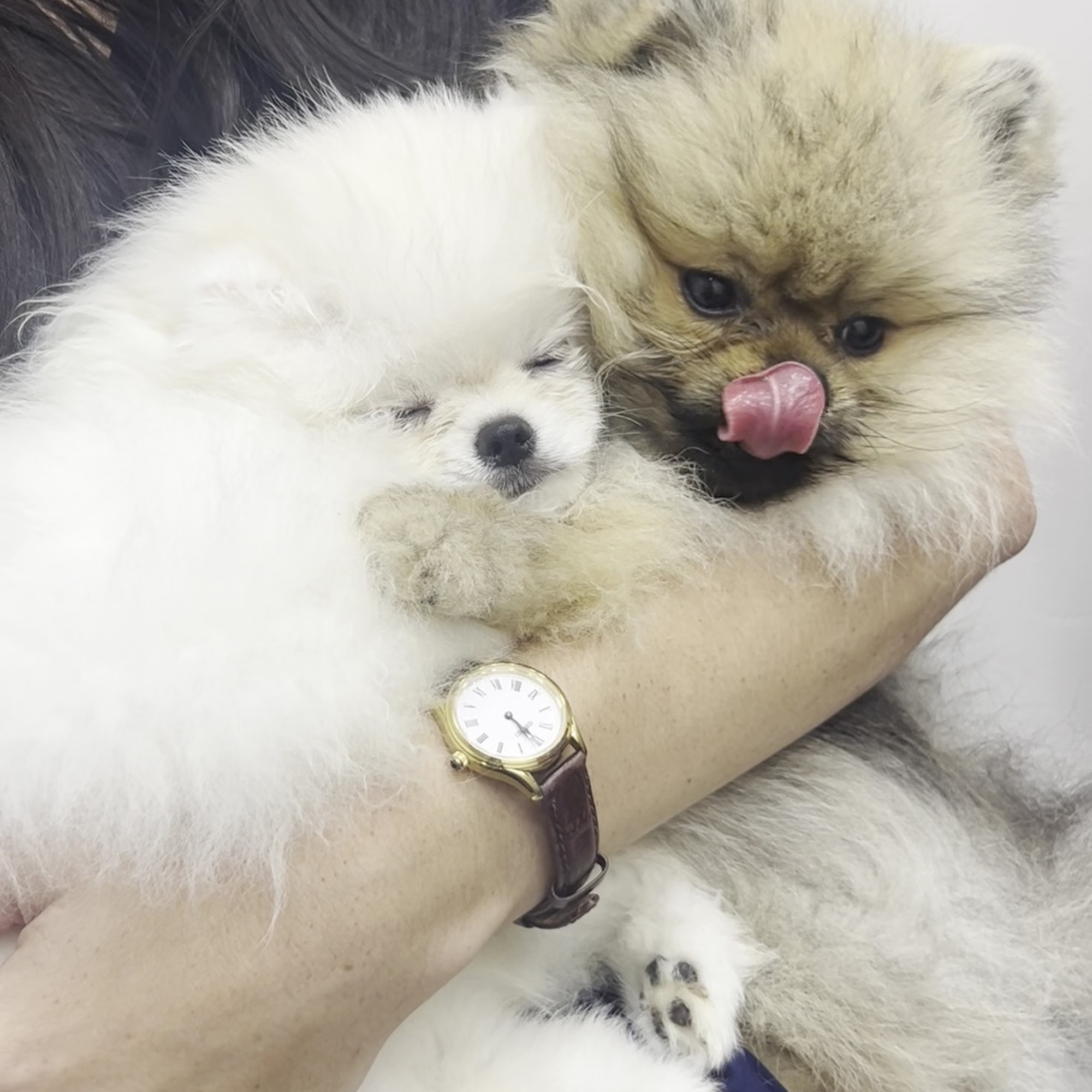 Dollys Animal Clinic Miami, FL Miami