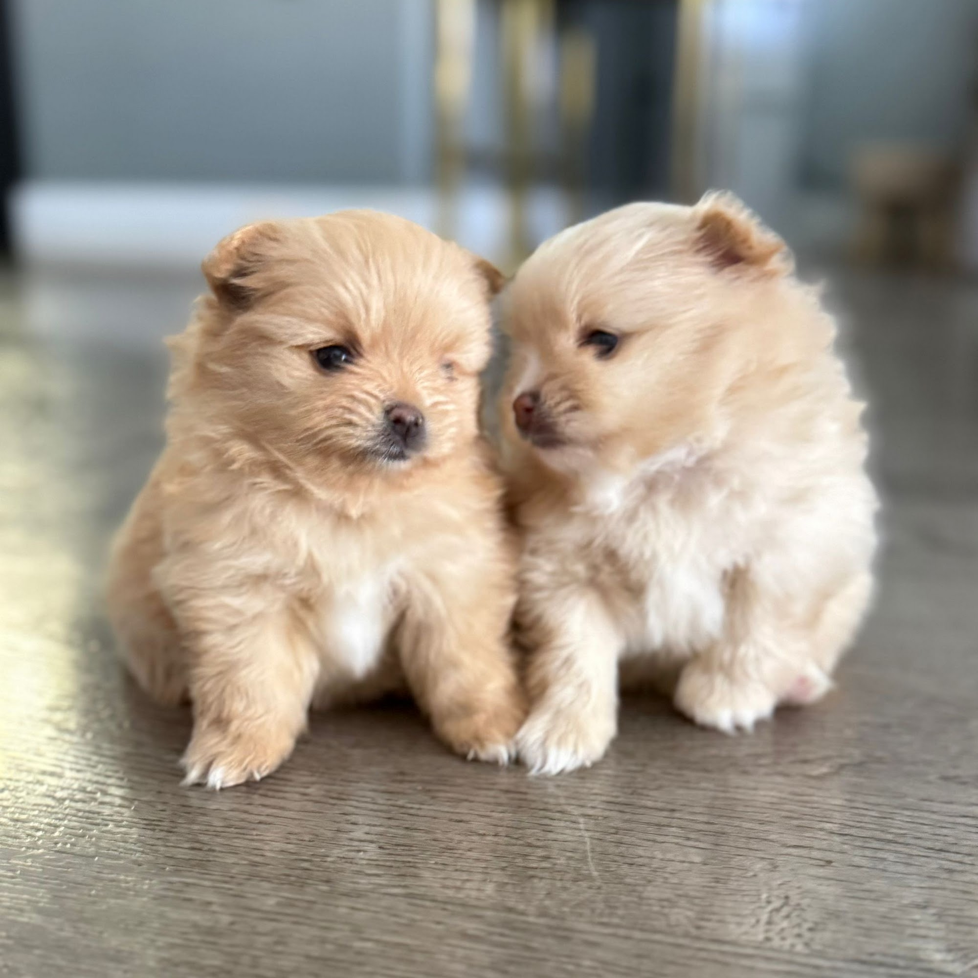 Glamorous Puppies Miami