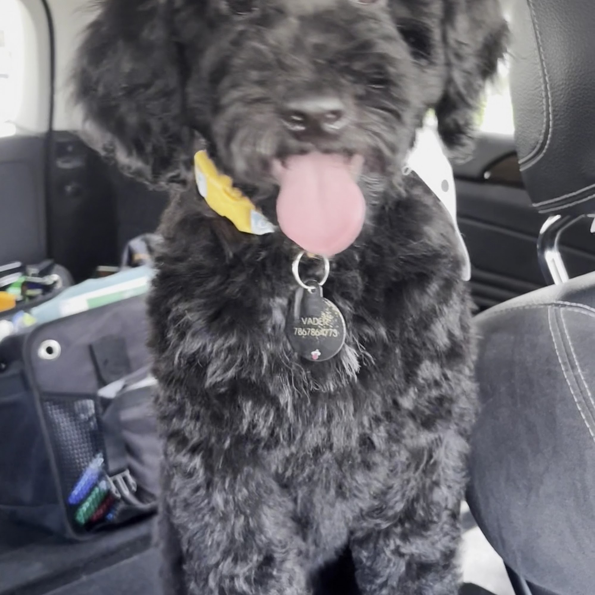 D'LUXE DOG PET CONCIERGE & BOUTIQUE Miami