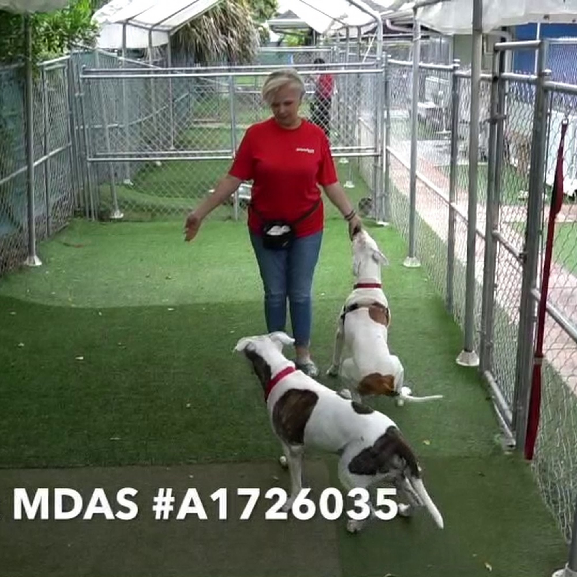 PAWS4you Rescue Miami