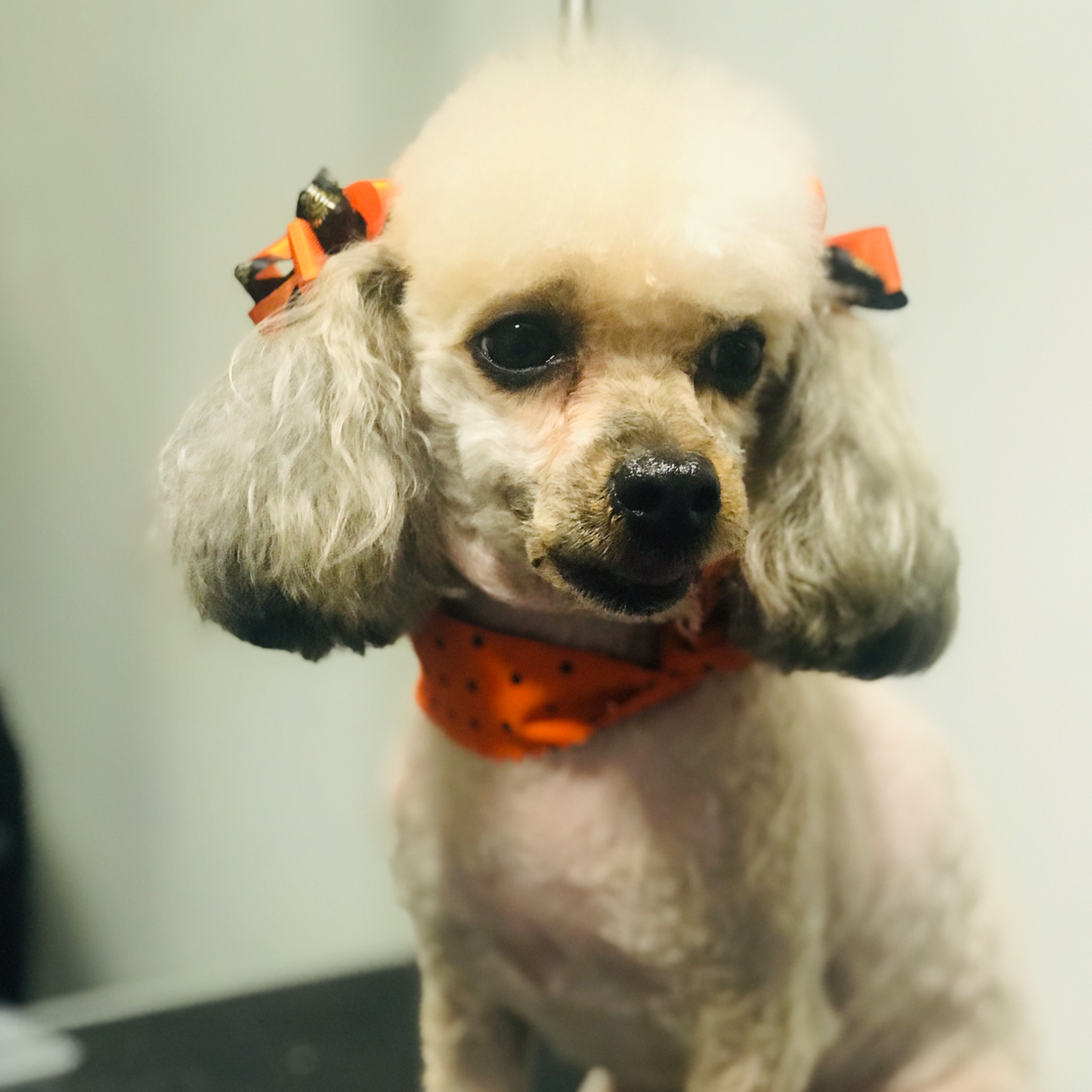 Poochie On Your Block Miami