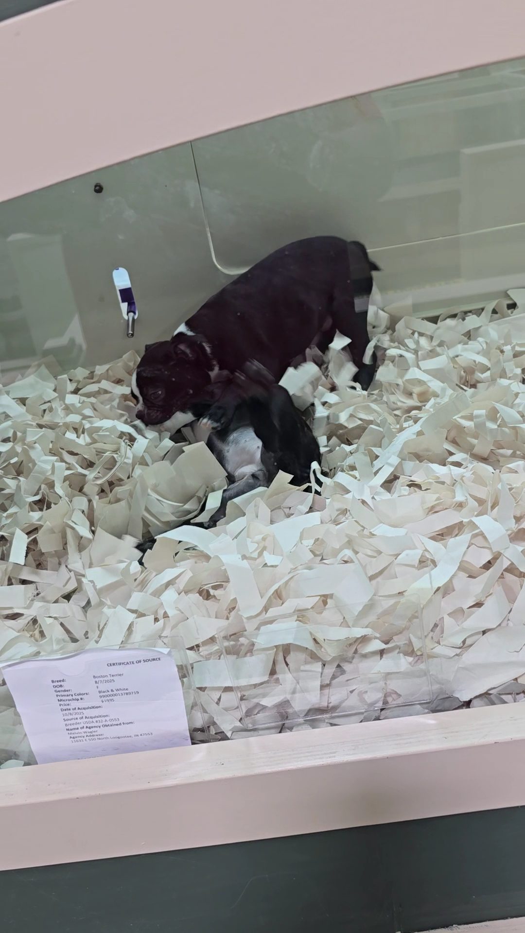 Forever Love Puppies North Miami Miami