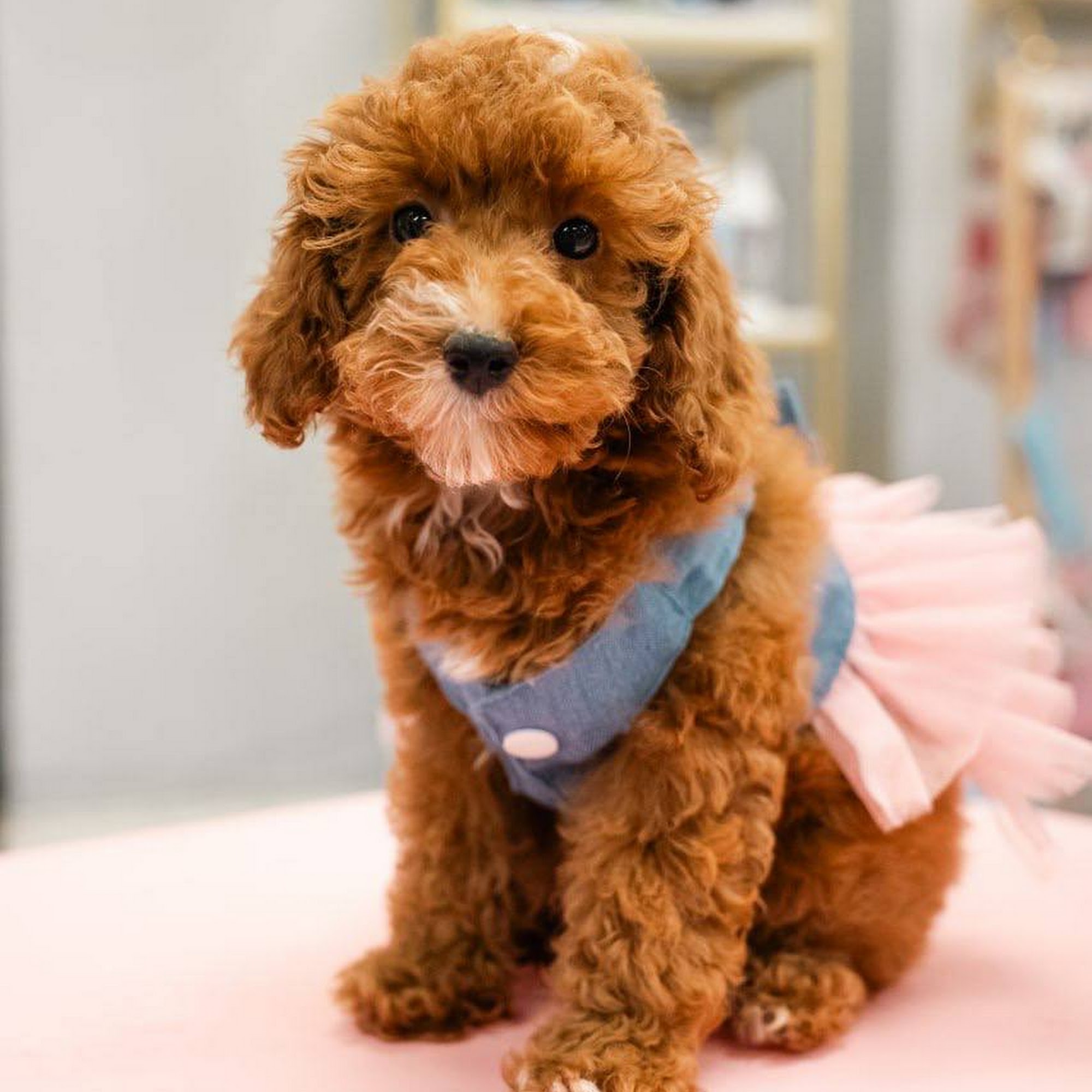 Forever Love Puppies Miami Miami