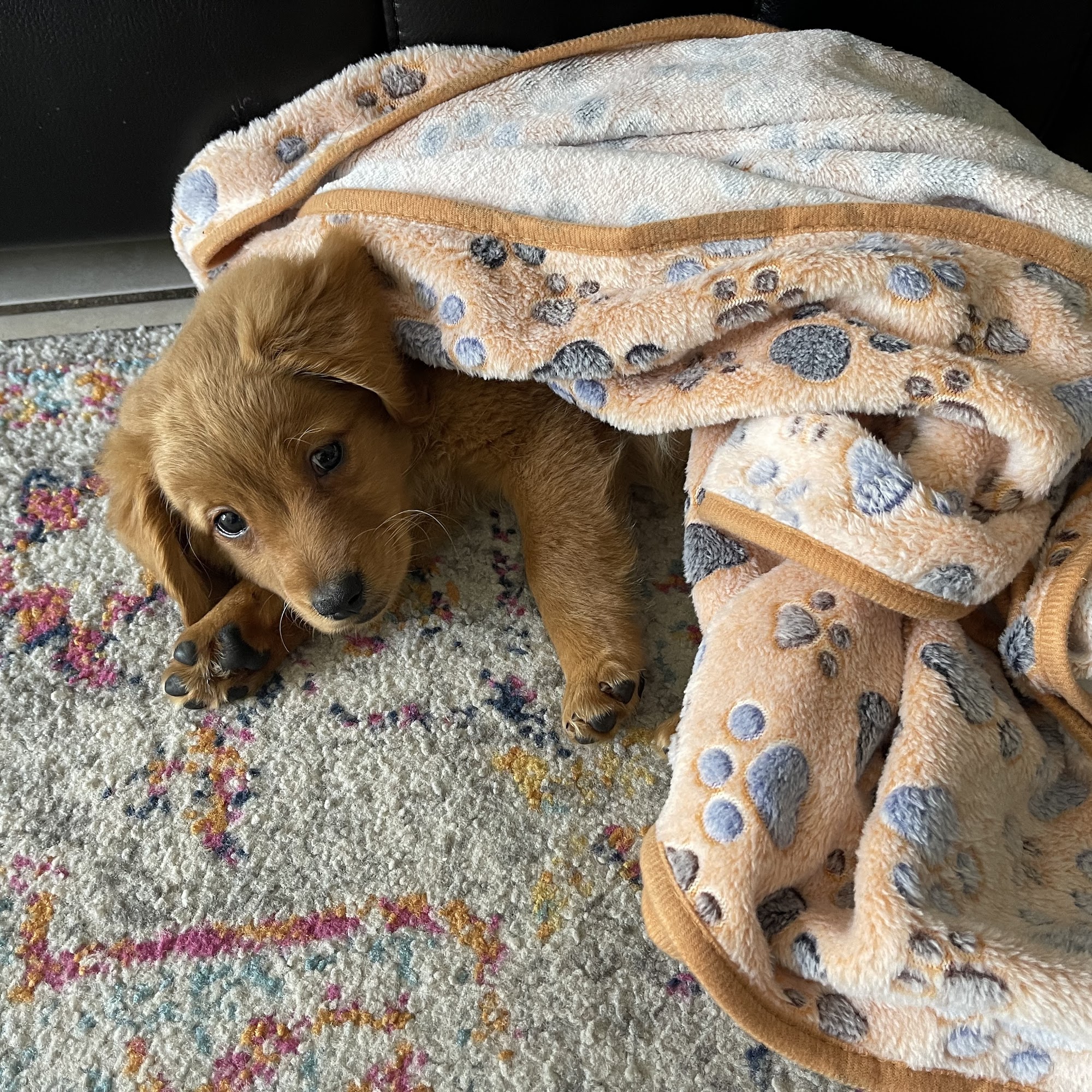 Puppies Direct Miami