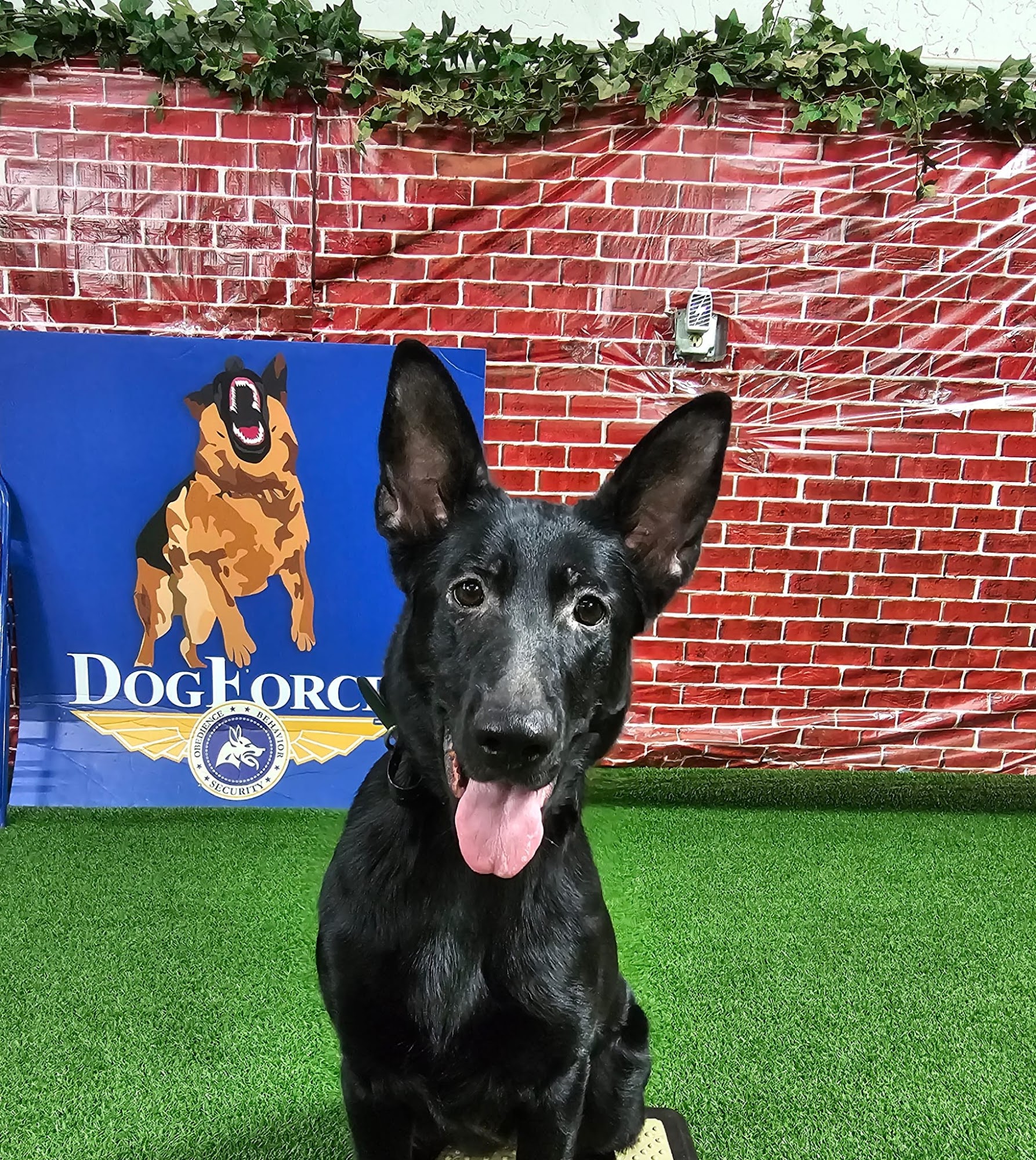 The Miami Dog Whisperer Dog Training Miami