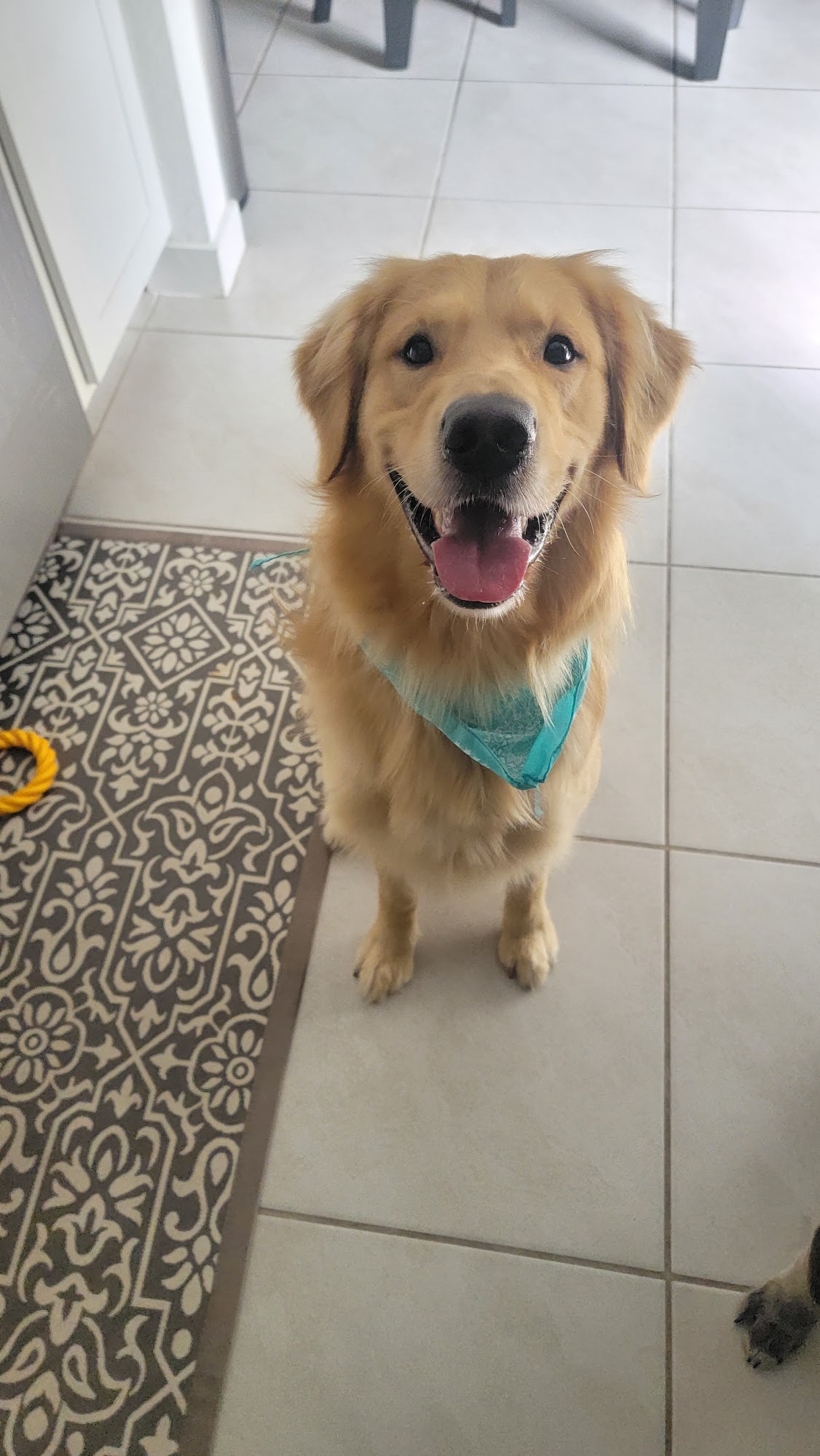 Milo''s Mobile Dog Grooming Miami