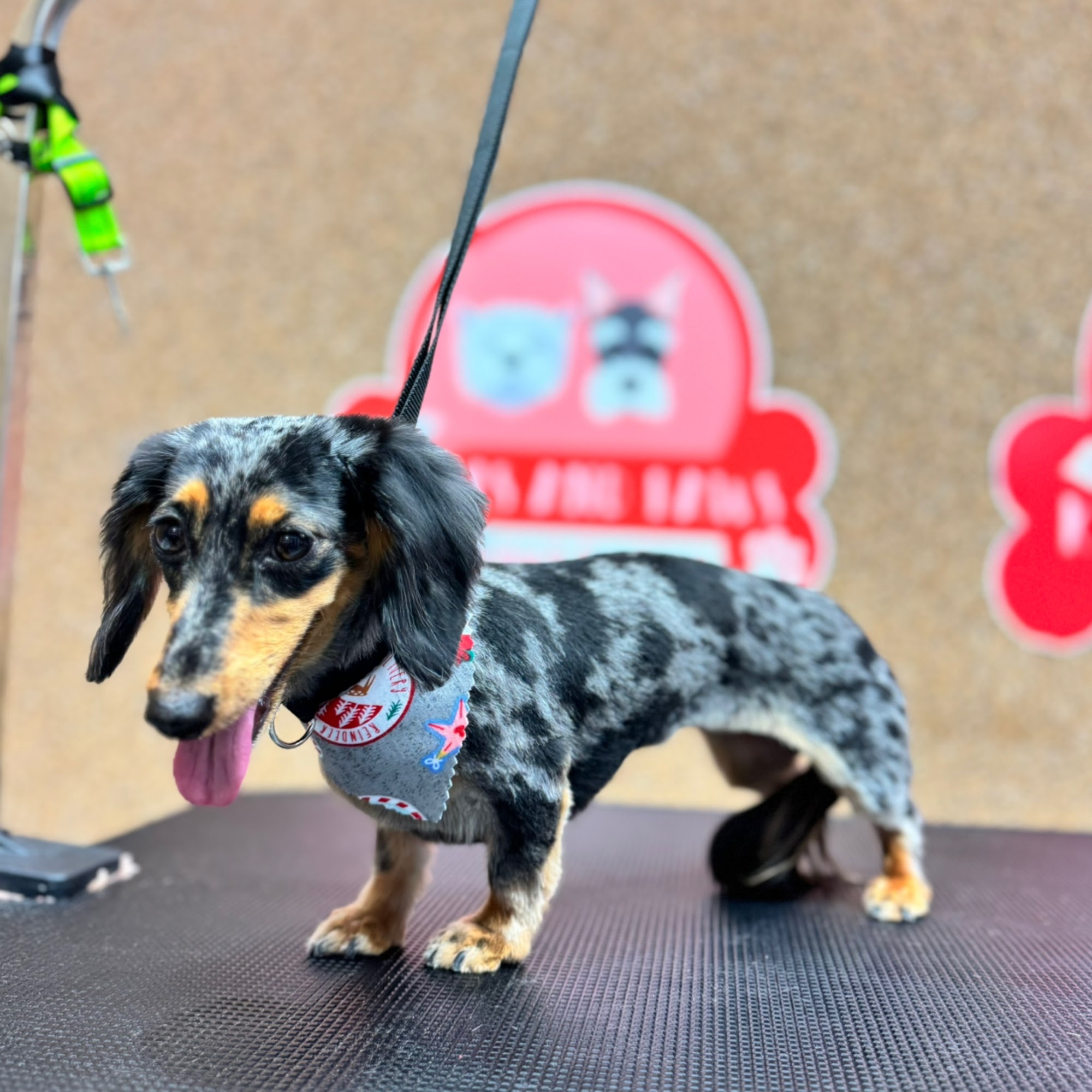 Kisses and Paws Board and Care Miami