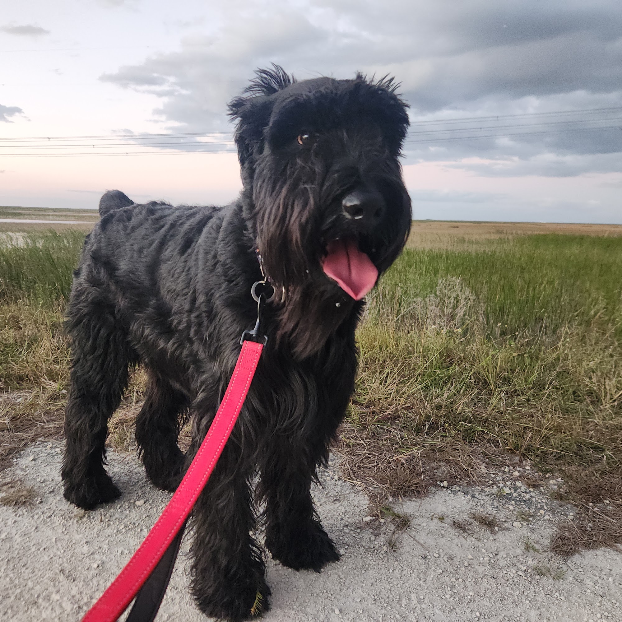 Smart Start Puppies - Dog Training Miami