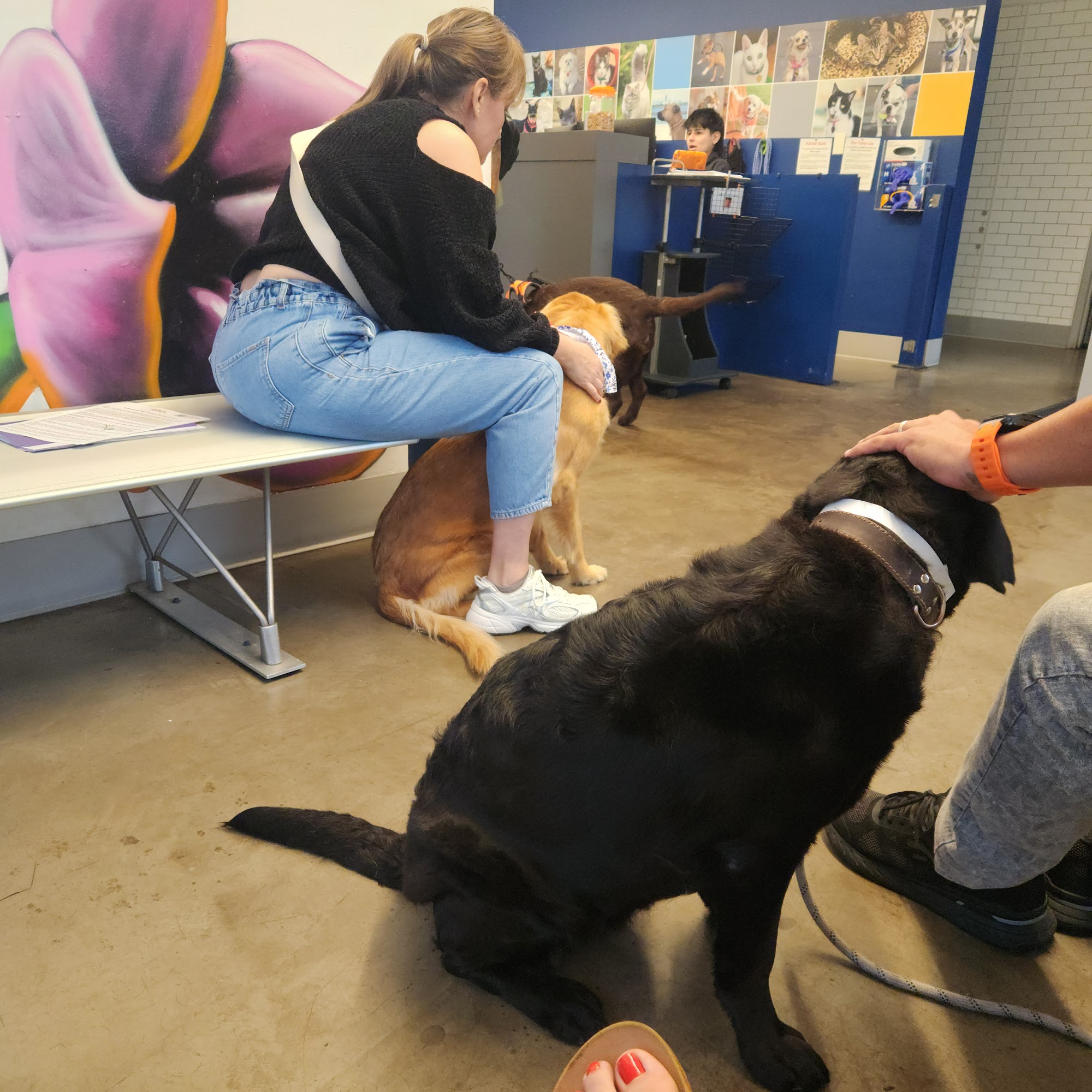 ASPCA Community Veterinary Clinic - By Appointment Only Miami