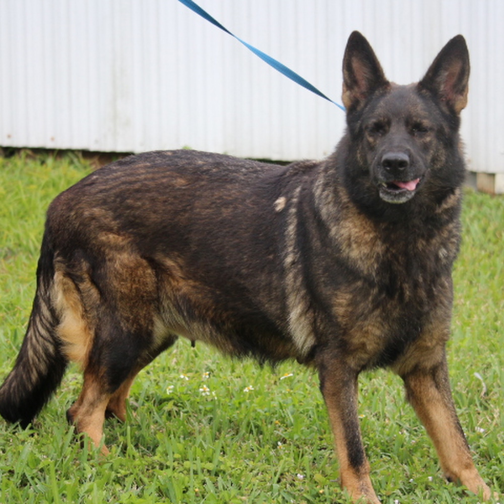 HARTER HUND GERMAN SHEPHERDS Miami